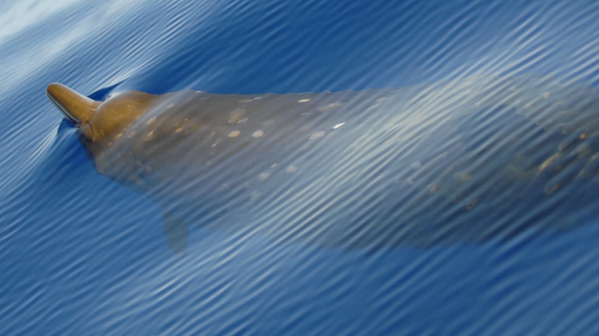 Blainville's beaked whale (Mesoplodon densirostris).