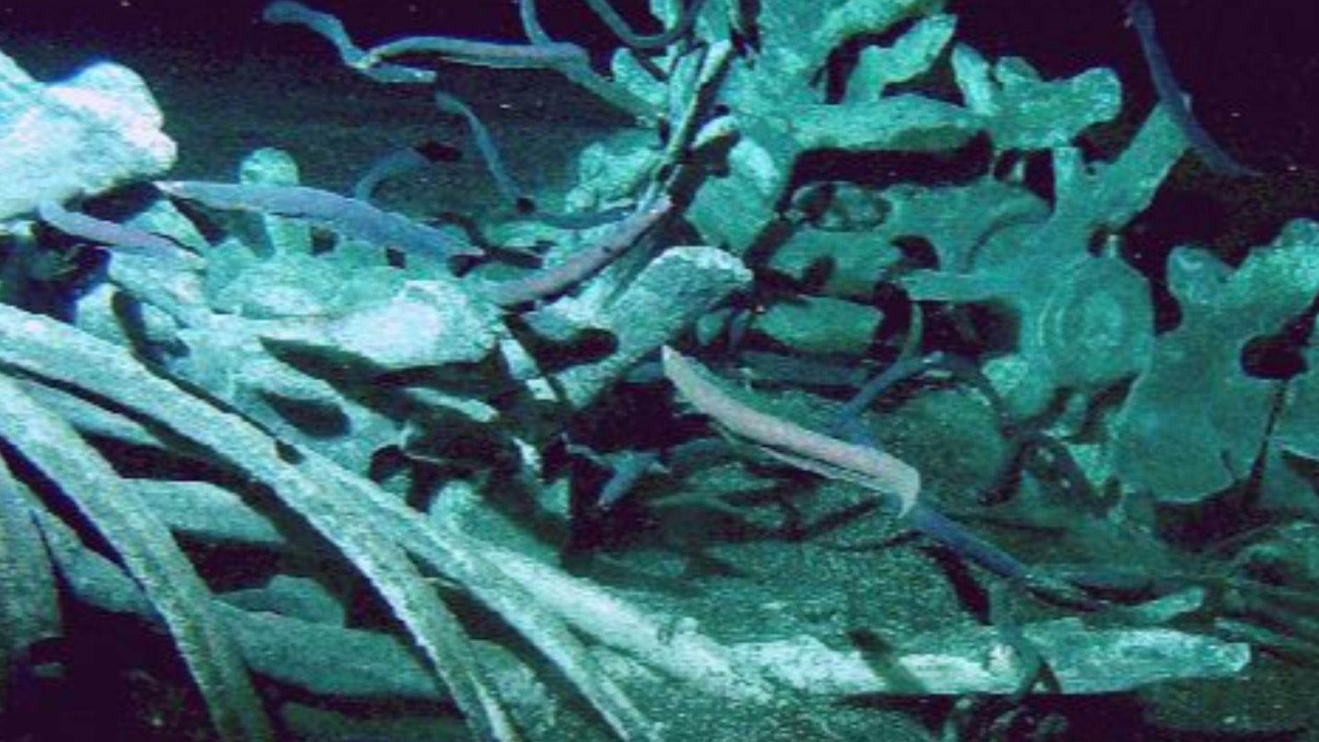 Skeleton of a 35-ton, 13-m gray whale on the sea bottom.
