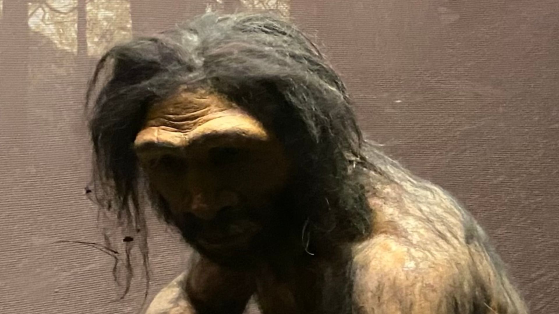 Homo erectus diorama at the Hall of Human Origins at AMNH