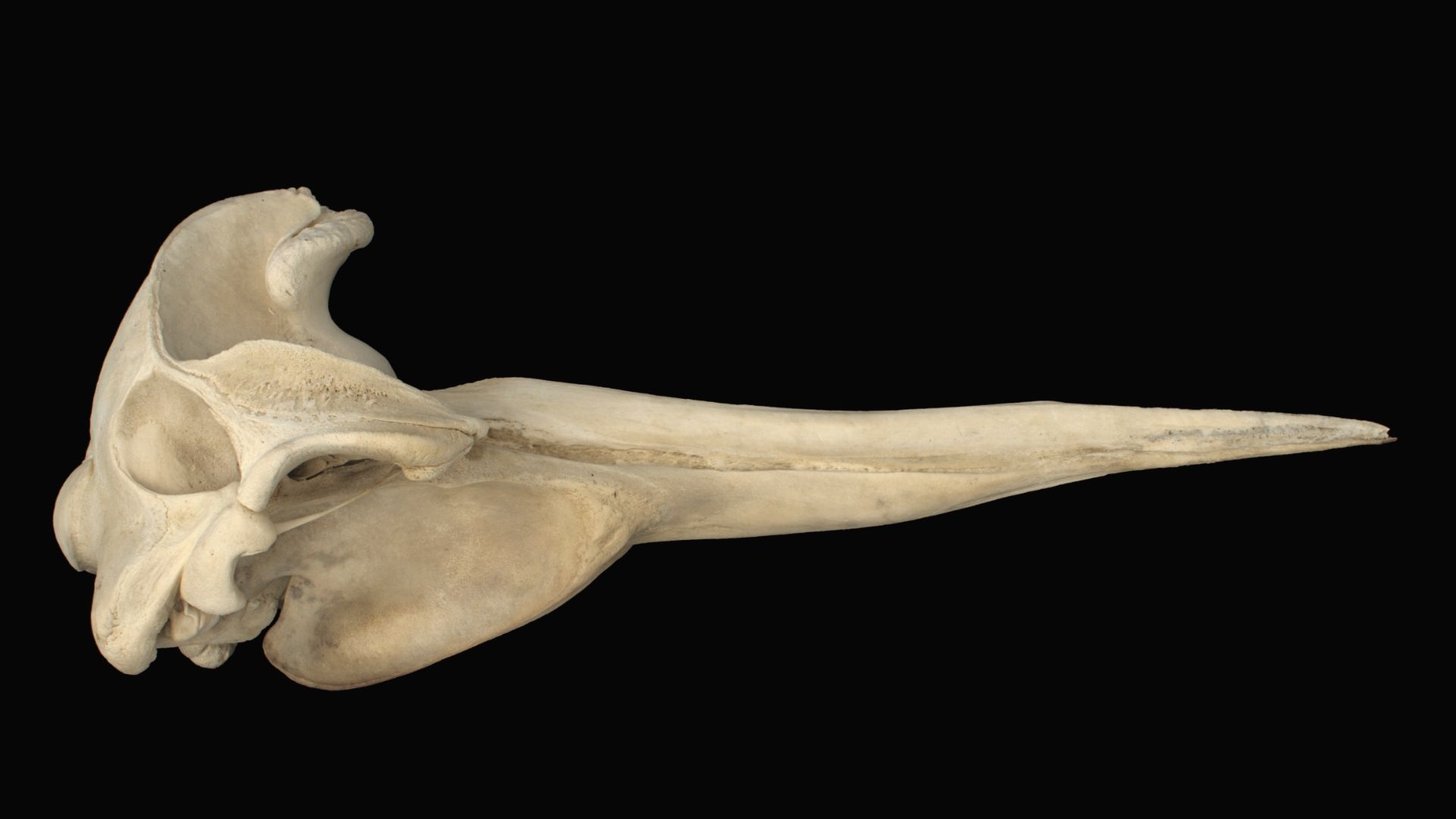 Mesoplodon layardii - skull right lateral. Collected 2004, near Mouriuri stream, Te Kaha, New Zealand.Te Papa (MM002655)