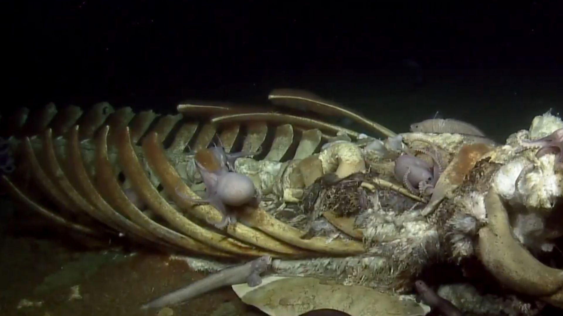 Whale skeleton submerged in Monterey Bay National Marine Sanctuary, covered in octopuses. (Photo: OET/NOAA)