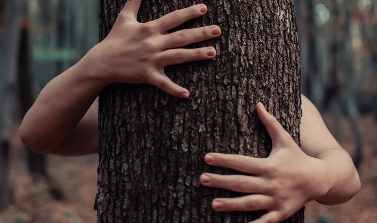 Close-up of hands embracing a tree trunk in a serene autumn forest setting
