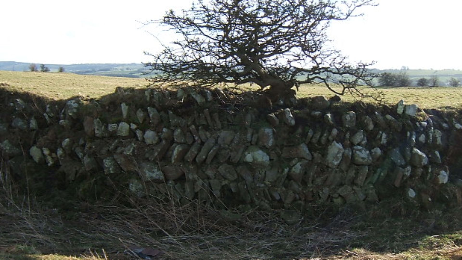 Longovicium The distinctive herringbone pattern walls of this Roman fort are much more readily visible in winter when the vegetation has died down. There is no public access so the road view is all you get.