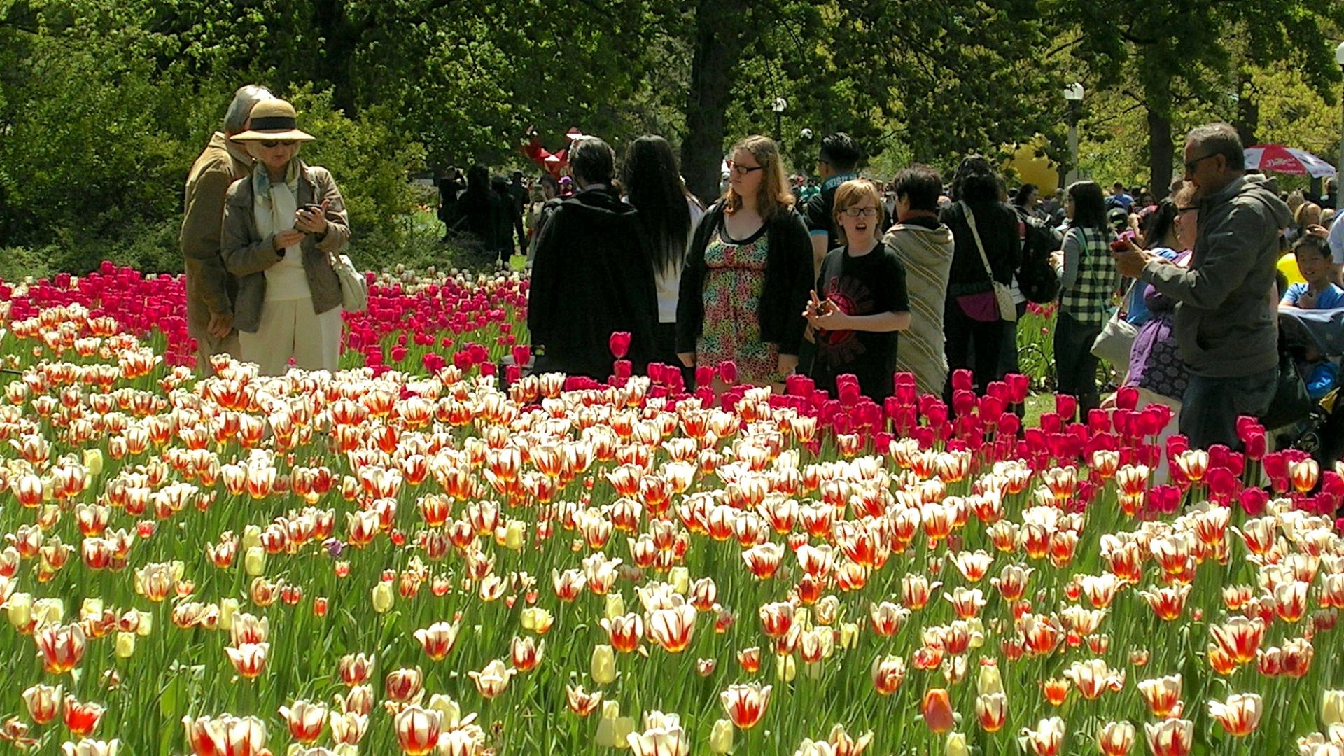 Ottawa Tulip Festival 2017