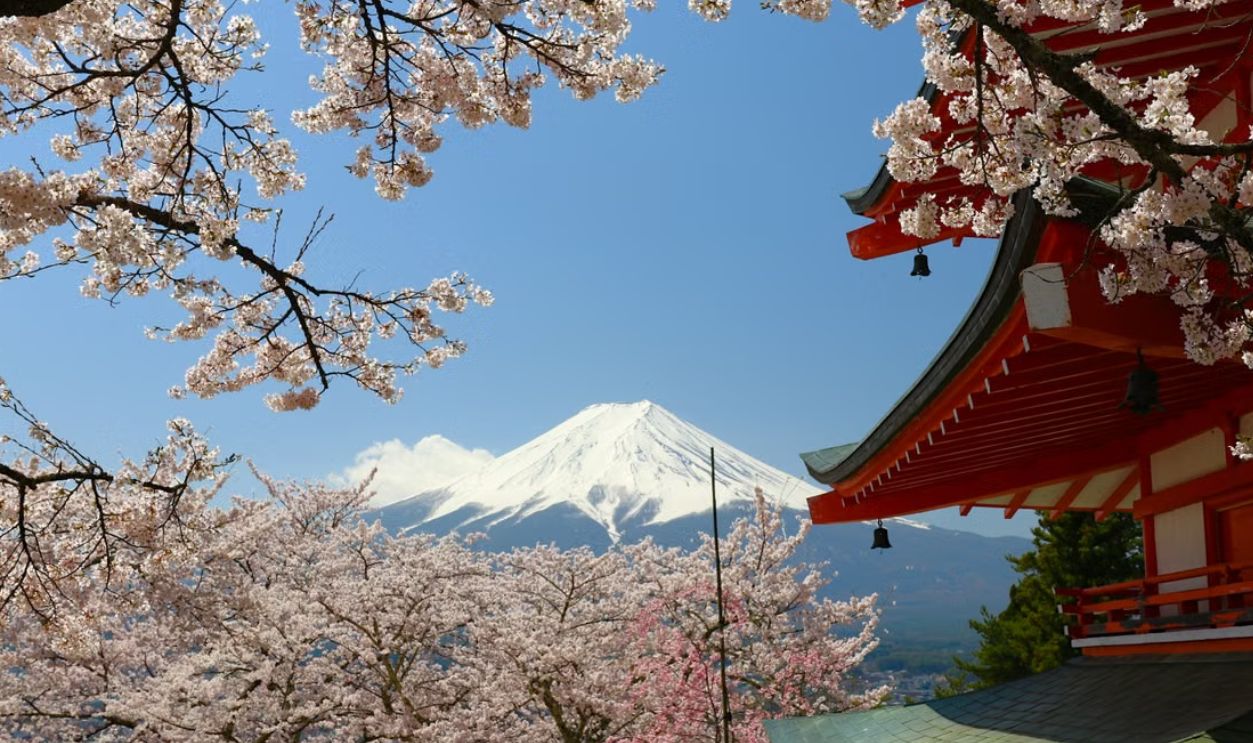 Beautiful cherry blossoms framing Mount Fuji and Chureito Pagoda in spring, Fujiyoshida