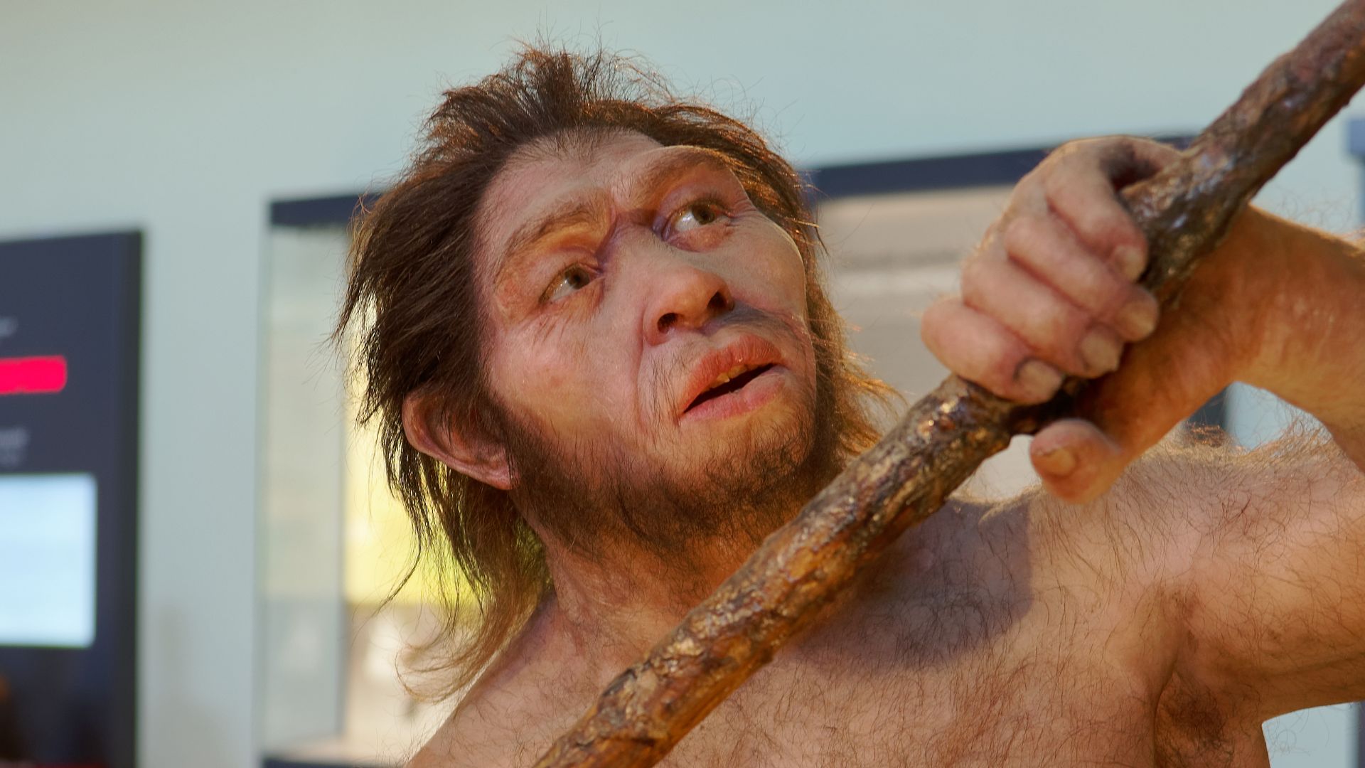 Model of Homo erectus man in The Natural History Museum, Vienna