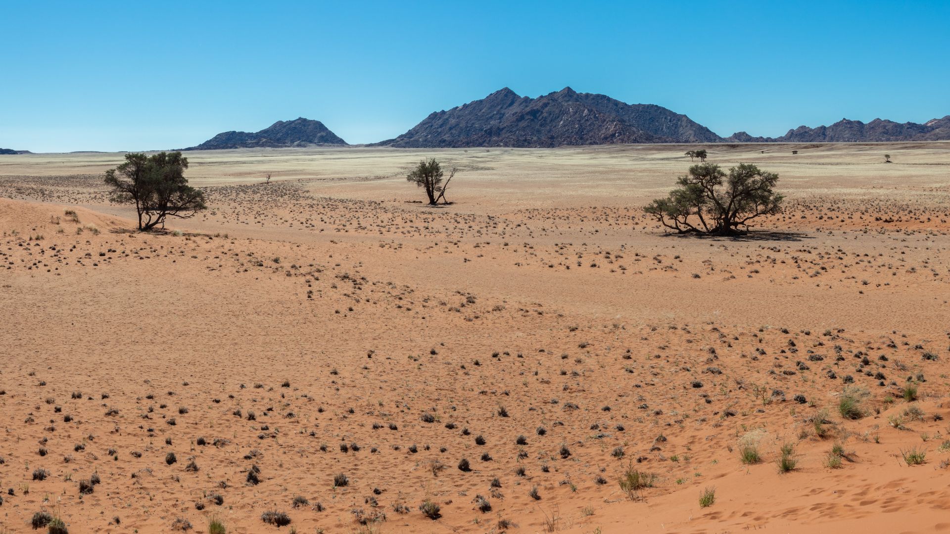 Desertic landscape near Elim Dune, Sossusvlei, Namibia.