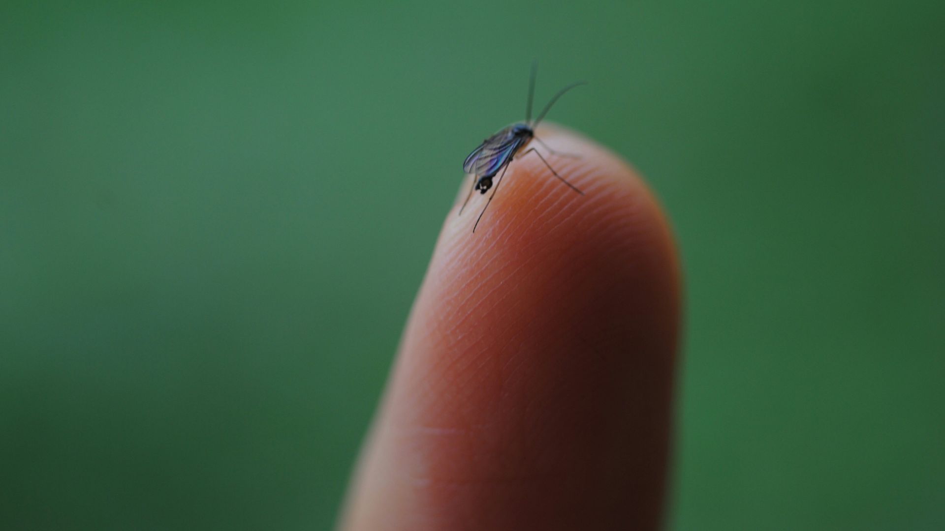 A small mosquito rests on a fingertip