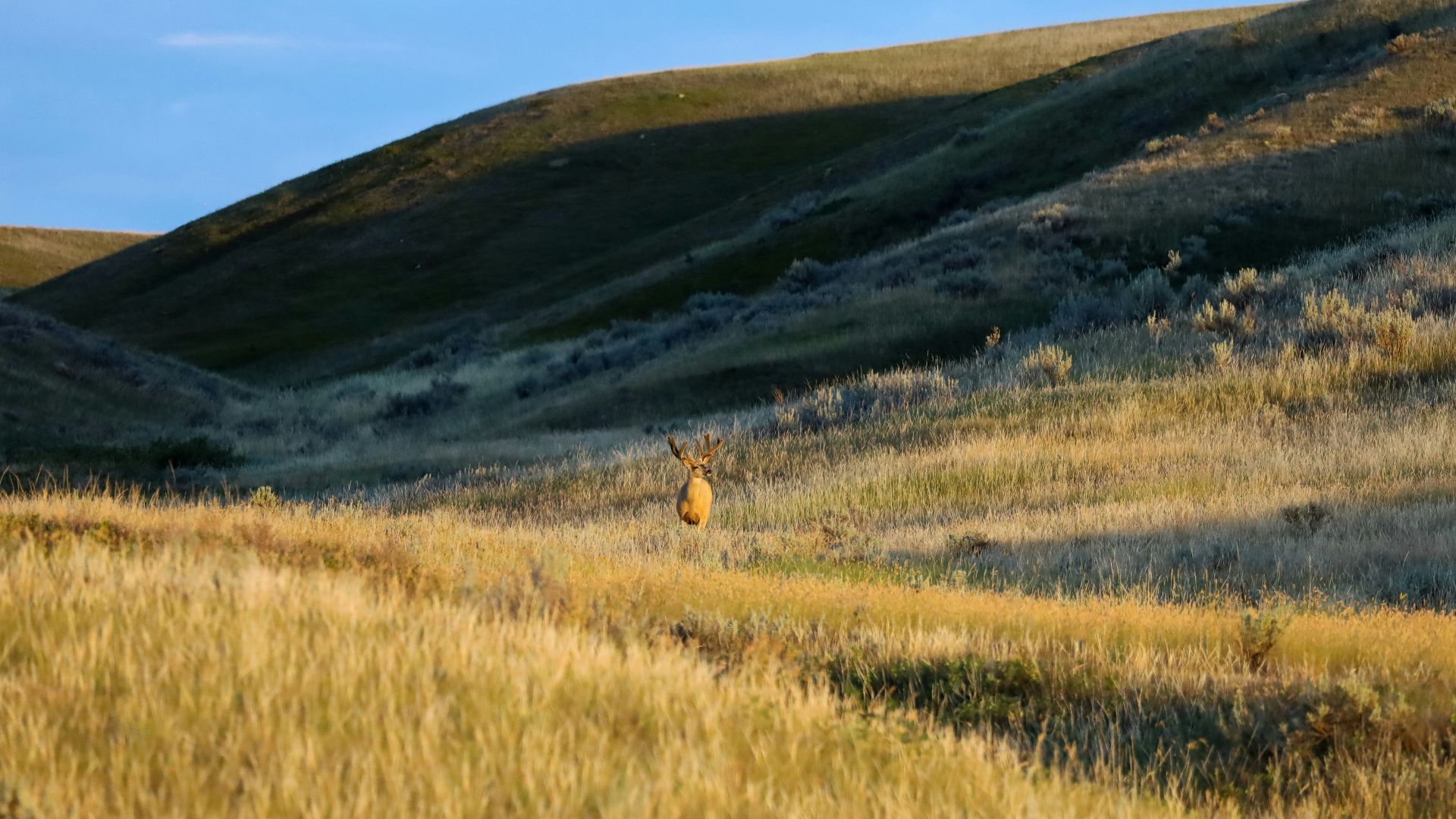 a group of deer in a grassy field