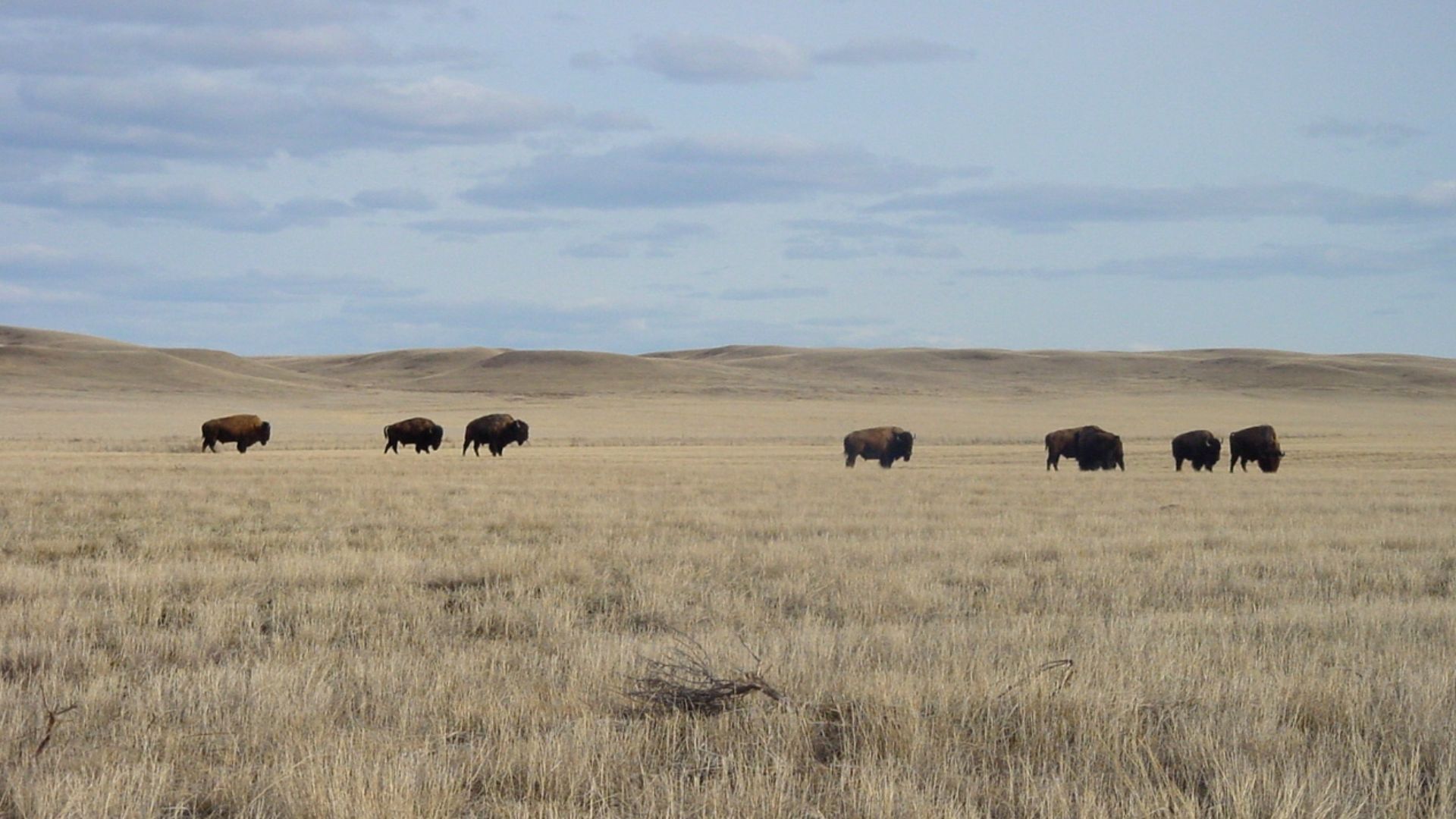 Bison in Grasslands National Park, SK (West Block)