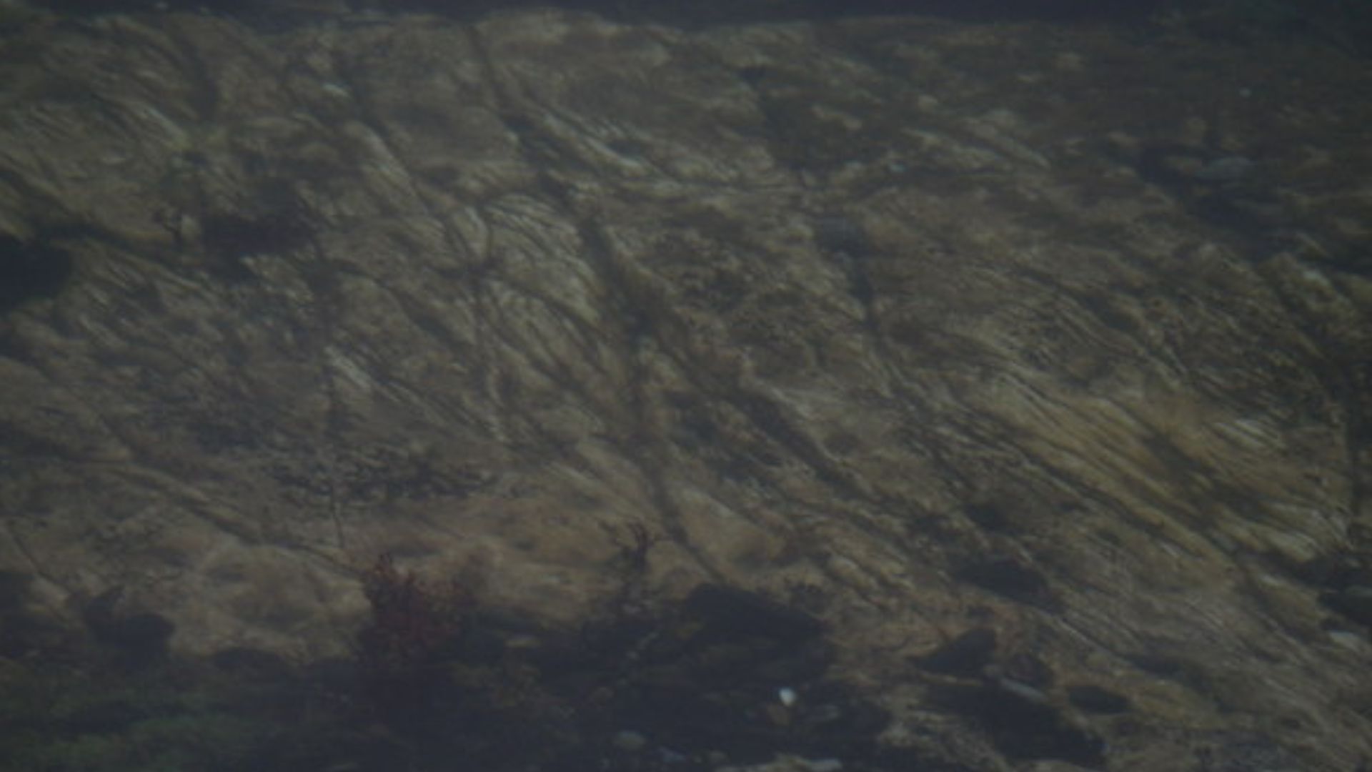 Sea Bed of Loch Aline The sea bed close to the shore of Loch Aline in near the entrance just North East of Kyle Point, has rock with striations on the surface, possibly caused by glacial action in the last ice age.