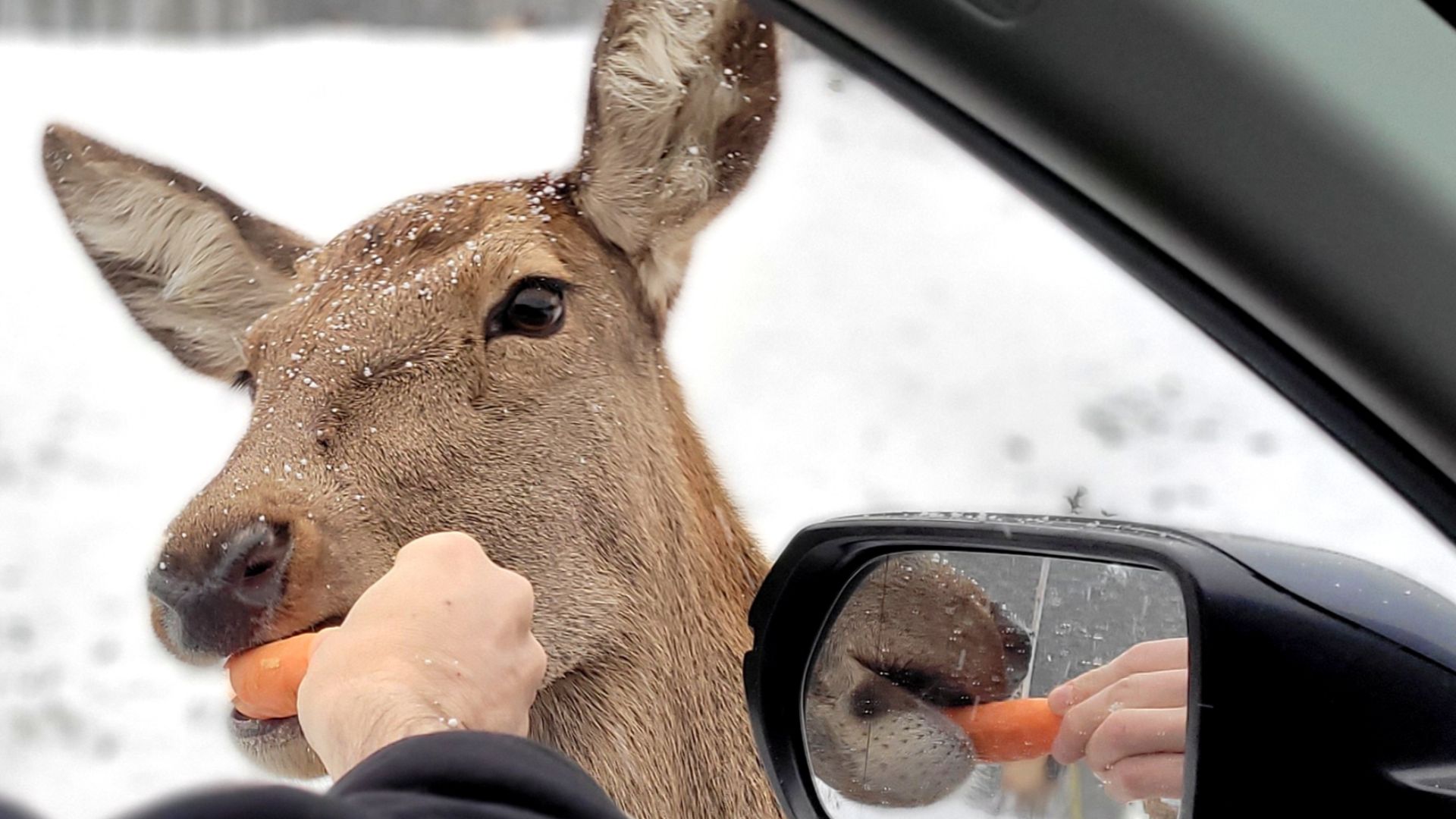 A Wapiti (Elk) eats carrots from a visitor at Parc Omega, a drive-through safari park in Montebello, Quebec (Canada)