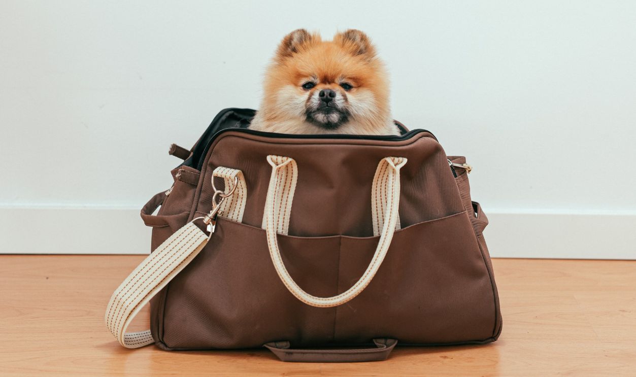 Cute Pomeranian resting in a stylish travel bag indoors on a wooden floor.
