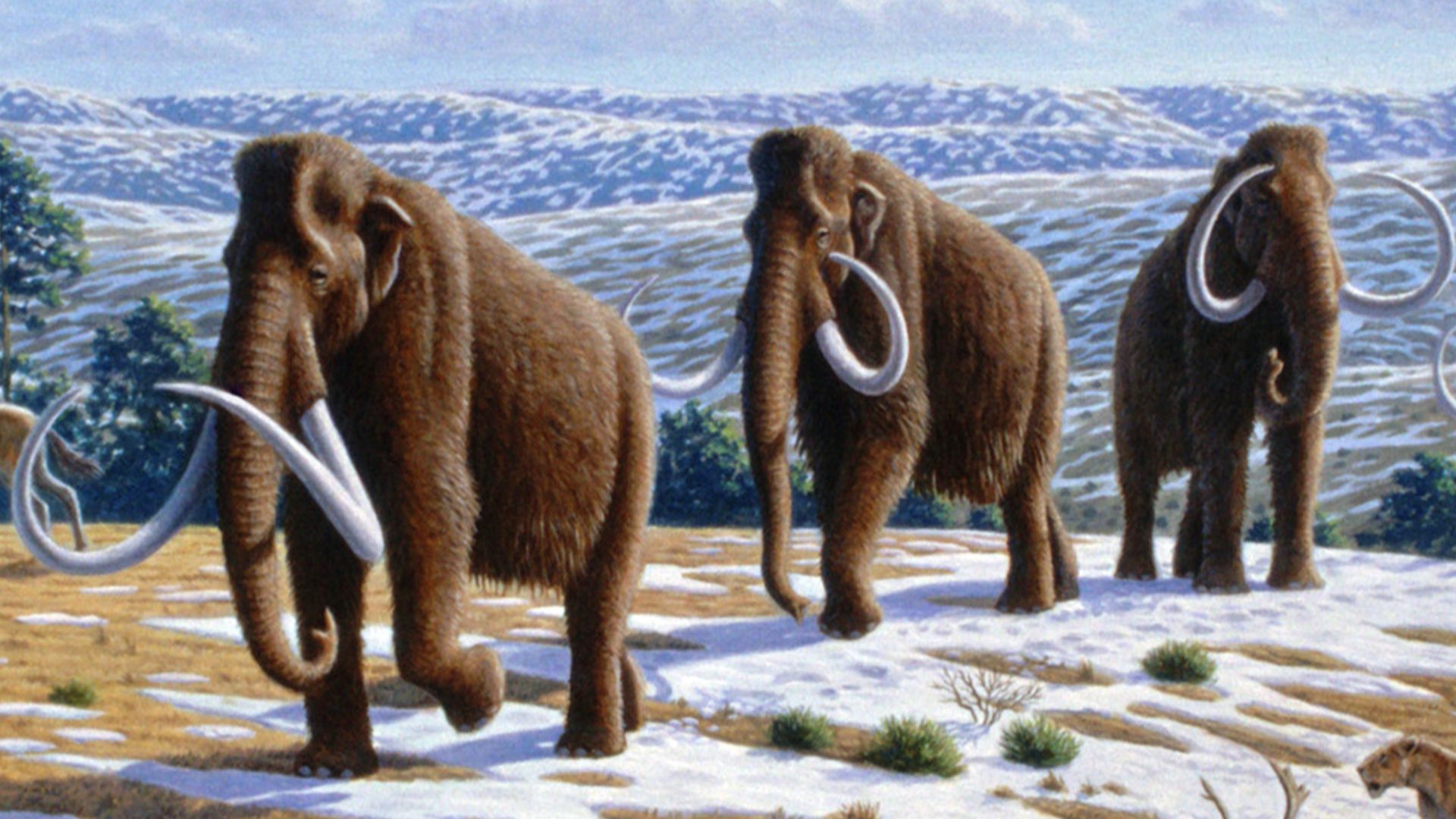 Woolly mammoths (Mammuthus primigenius) in a late Pleistocene landscape in northern Spain. (Information according to the caption of the same image in Alan Turner (2004)       National Geographic Prehistoric Mammals, Washington, D.C.:  National Geographic 
