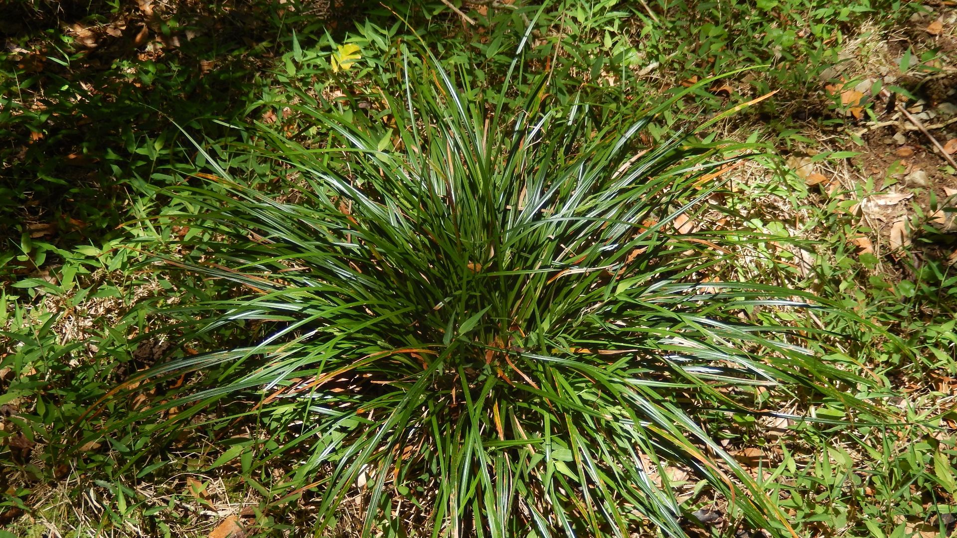 Mount Banda Banda, likely to be Carex lobolepis. Cool temperate rainforest