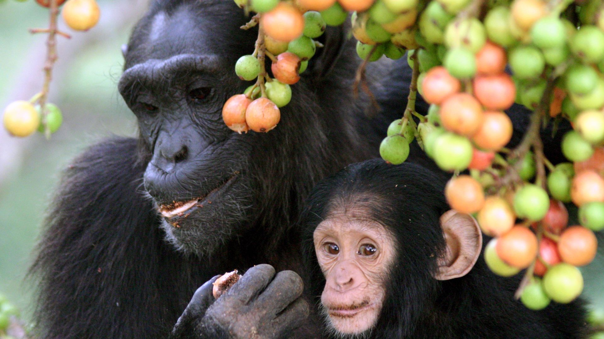 “Adult female-infant wild chimpanzees feeding on Ficus sur fruits in Kibale National Park, Uganda. The infant was one-year old, and he was still breast feeding. However, he has been seen to taste the flesh of red (very ripe) fruits. The picture was taken 