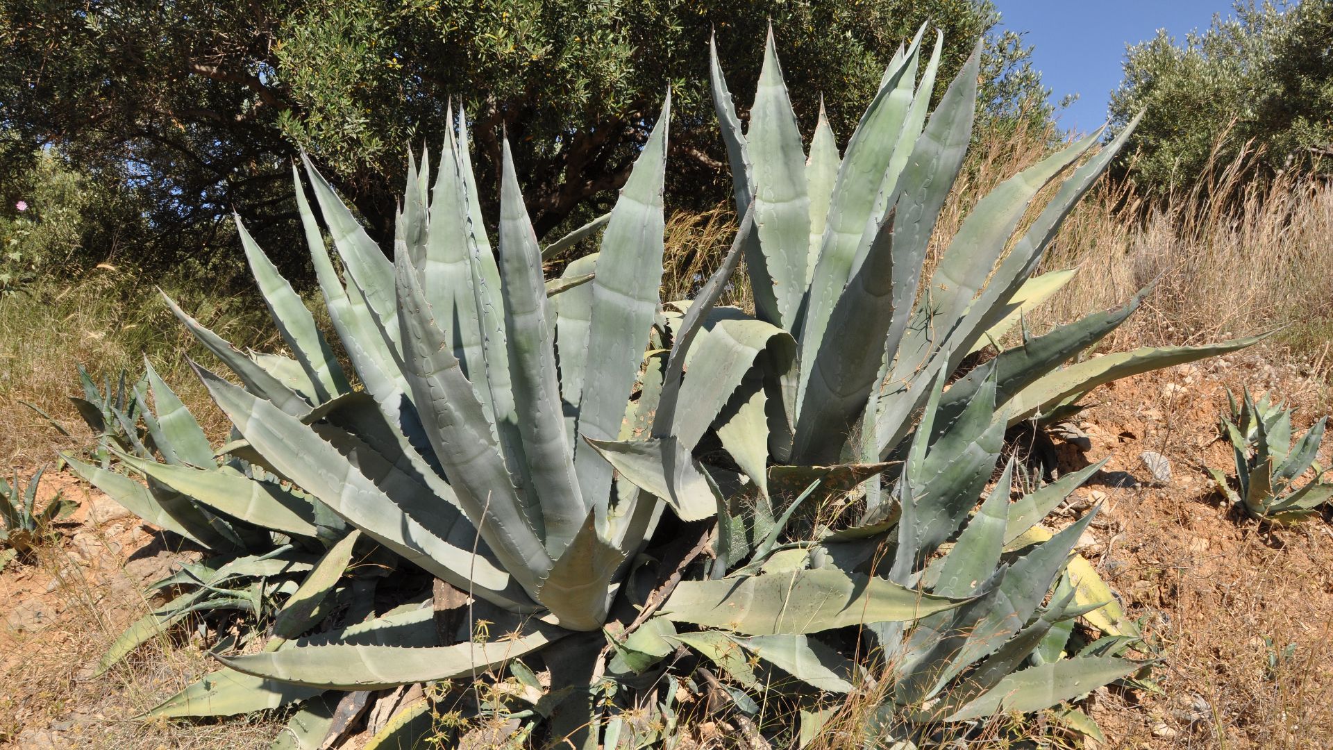 Agave americana in Crete, Greece
