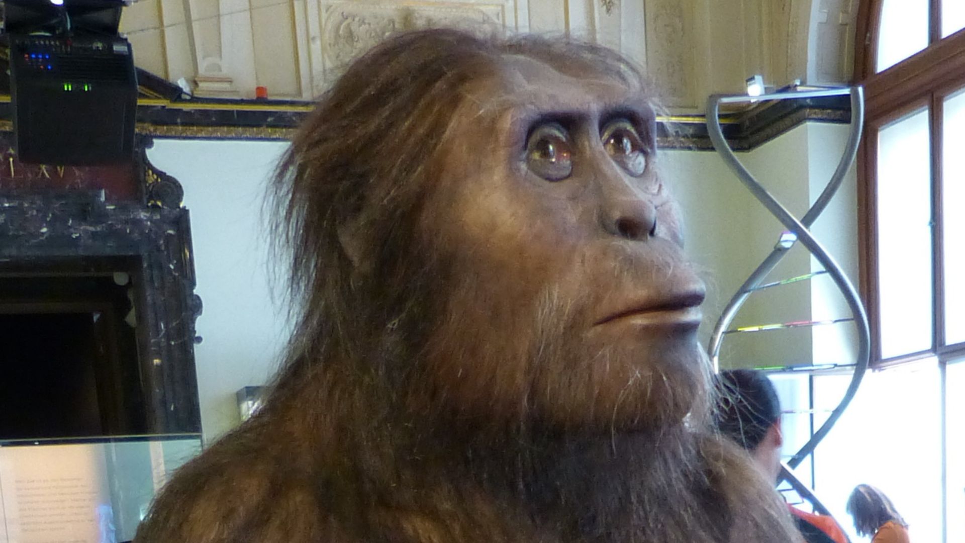 Natural History Museum, Vienna ( Austria ). Model of a male Australopithecus afarensis.