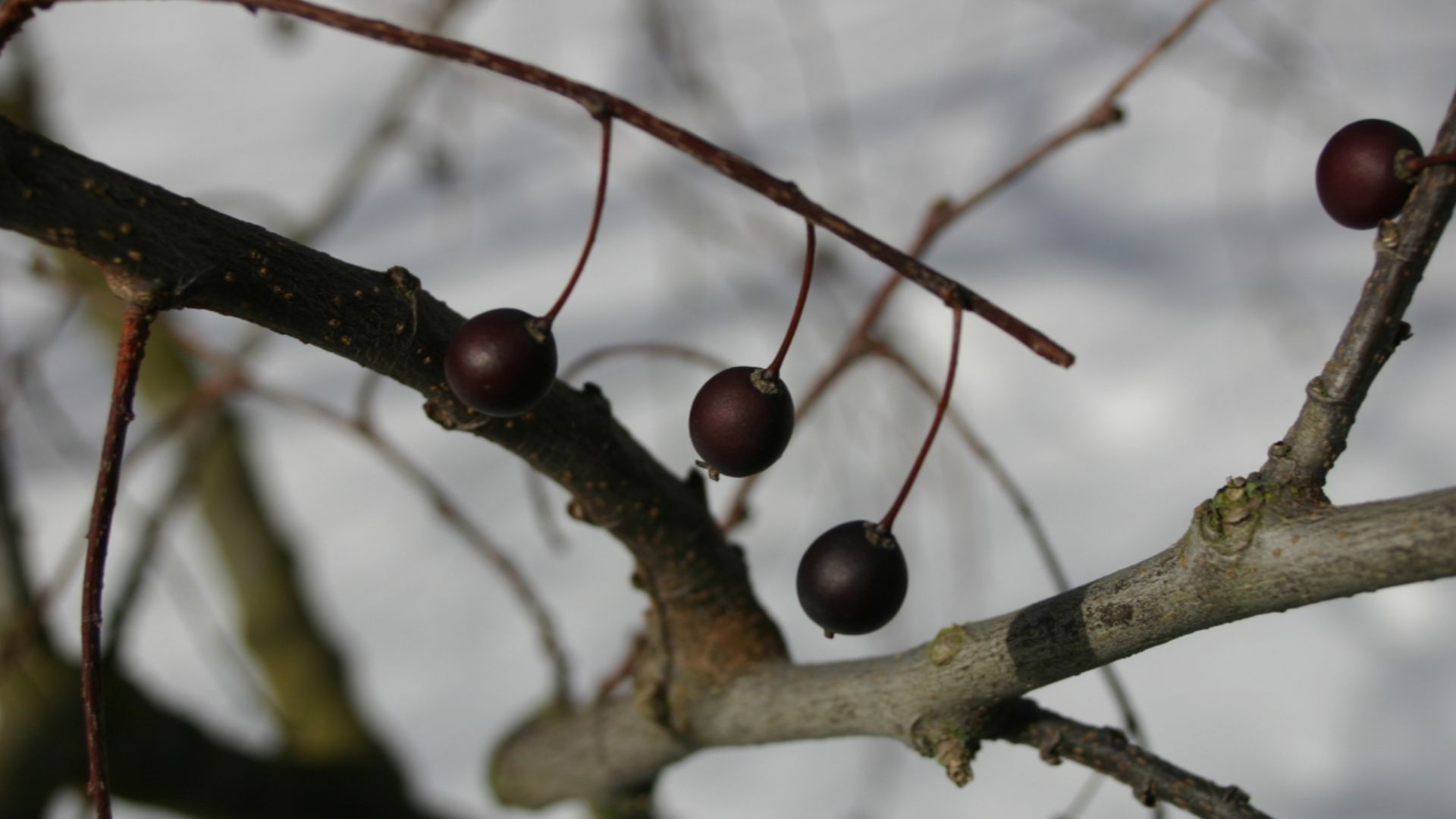 Celtis occidentalis: Fruit.