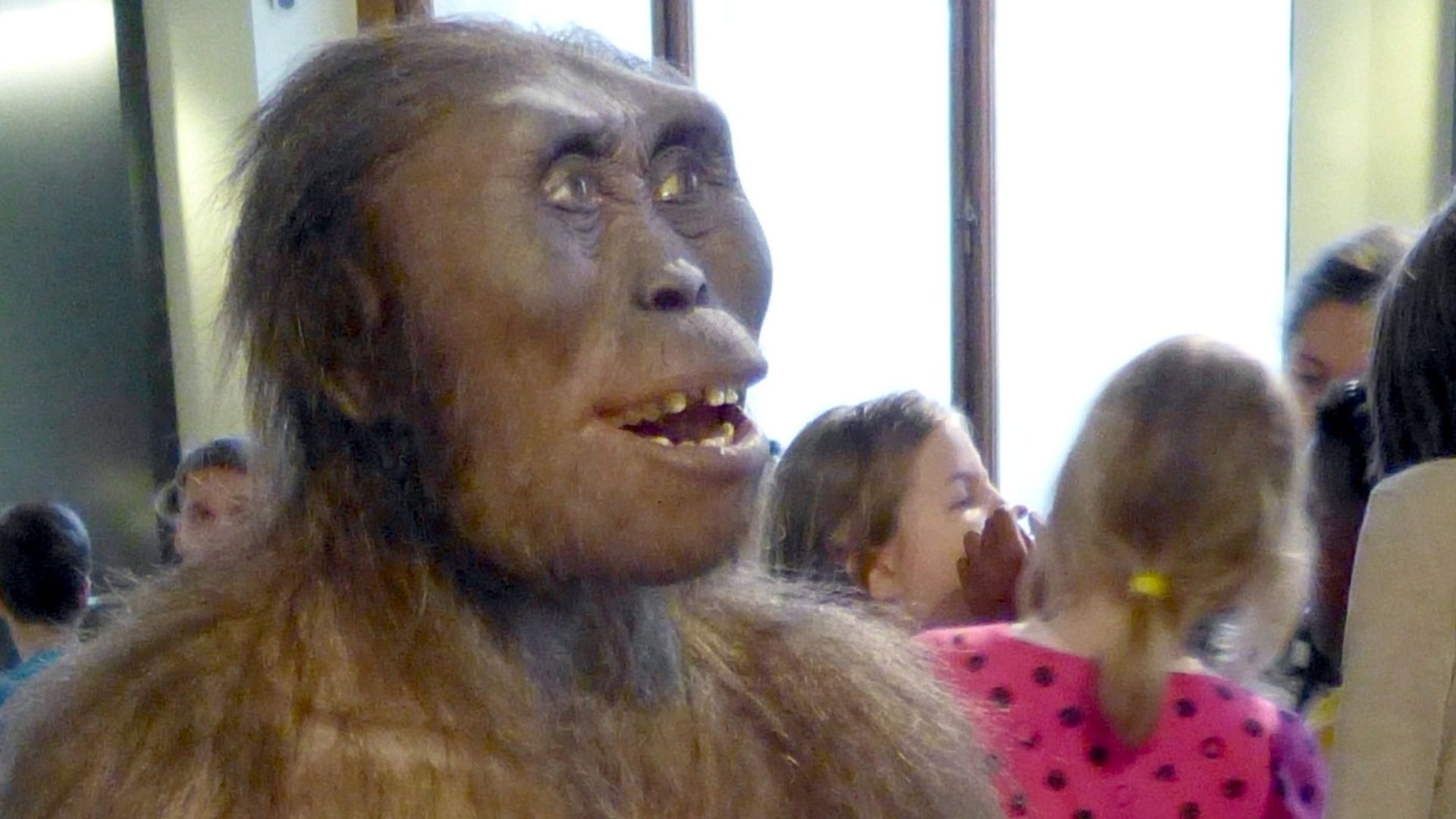 Natural History Museum, Vienna ( Austria ). Model of a female Australopithecus afarensis.