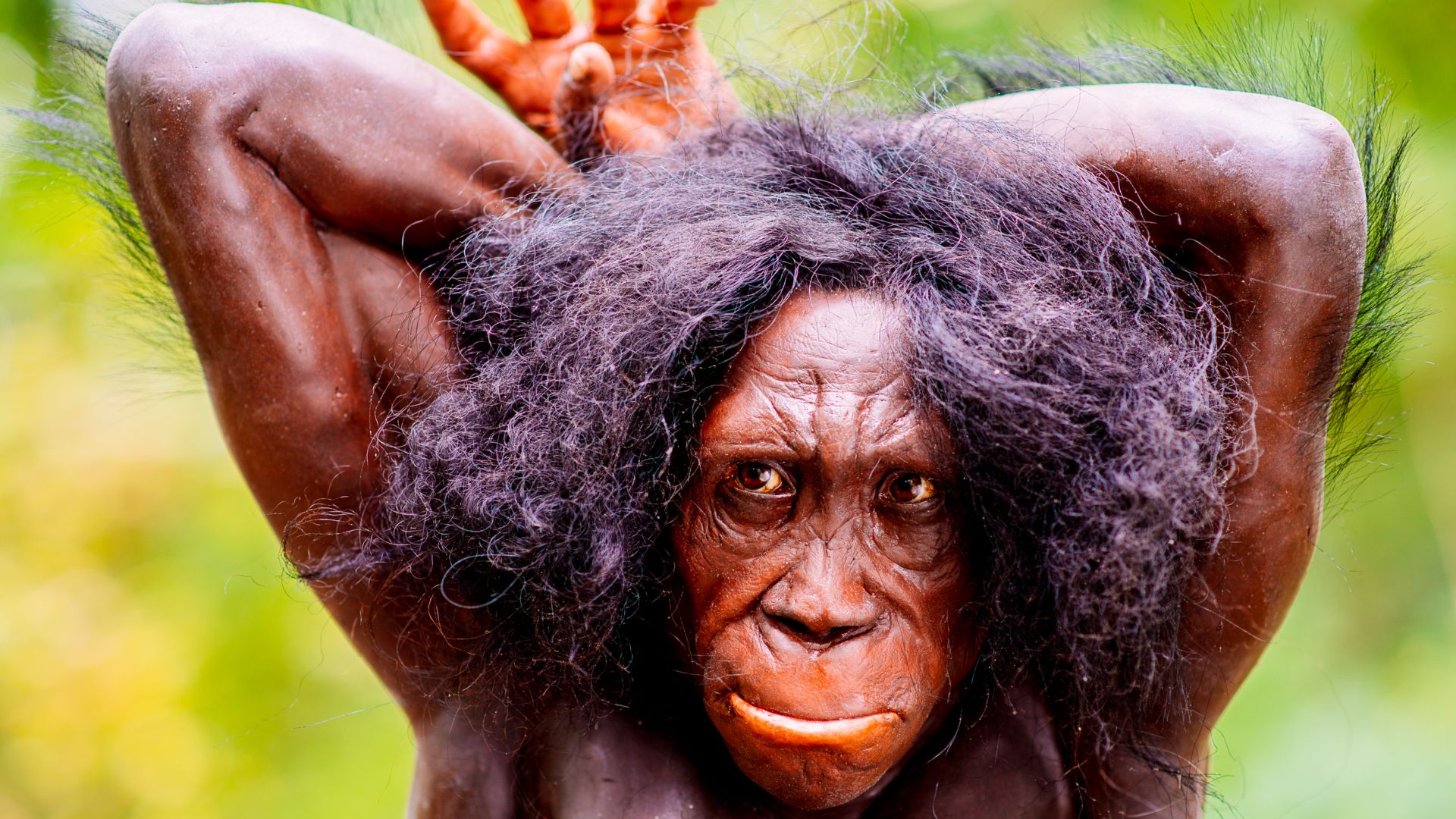 Living reconstruction in the Neanderthal Museum (Erkrath, Mettmann) of an Australopithecus sediba (detail of the original photo), locality Malapa, South Africa