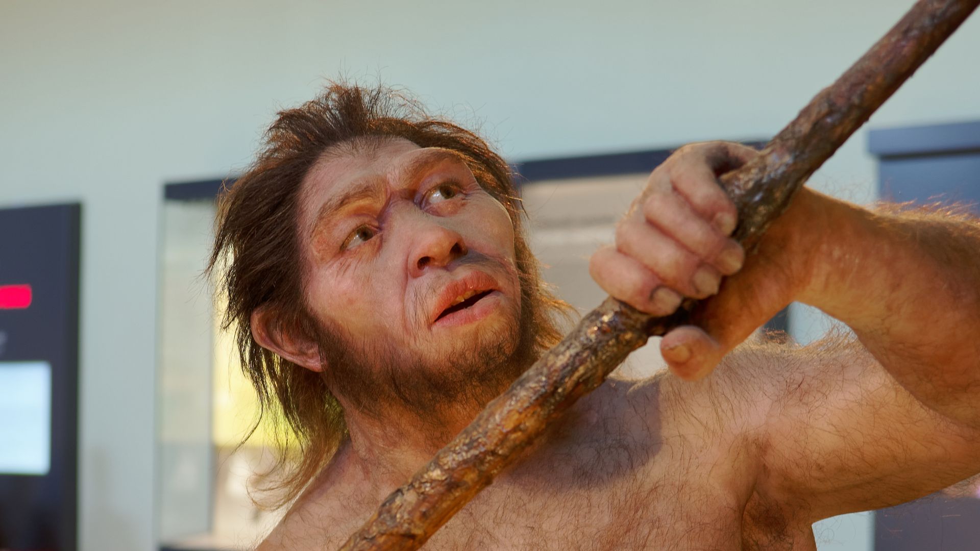 Model of Homo erectus man in The Natural History Museum, Vienna
