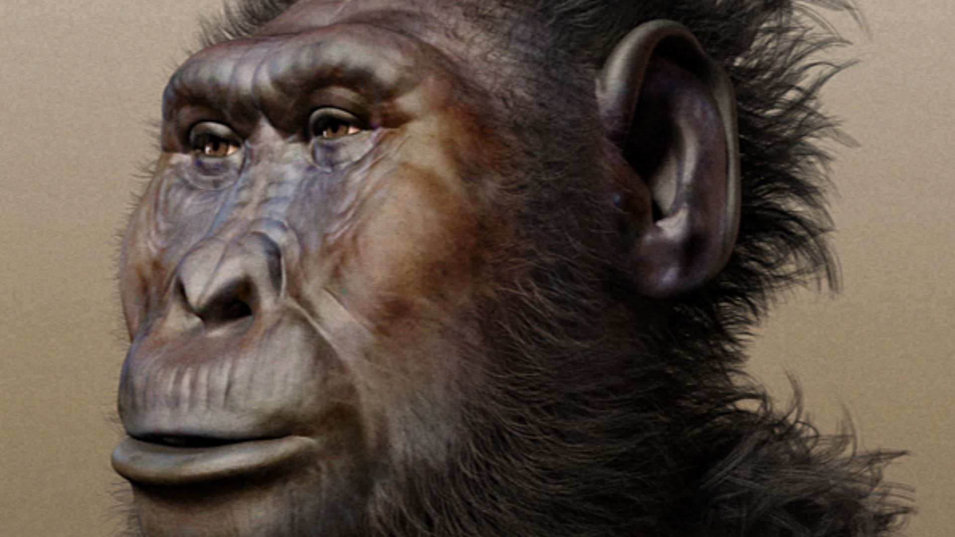 Paranthropus boisei - forensic facial reconstruction