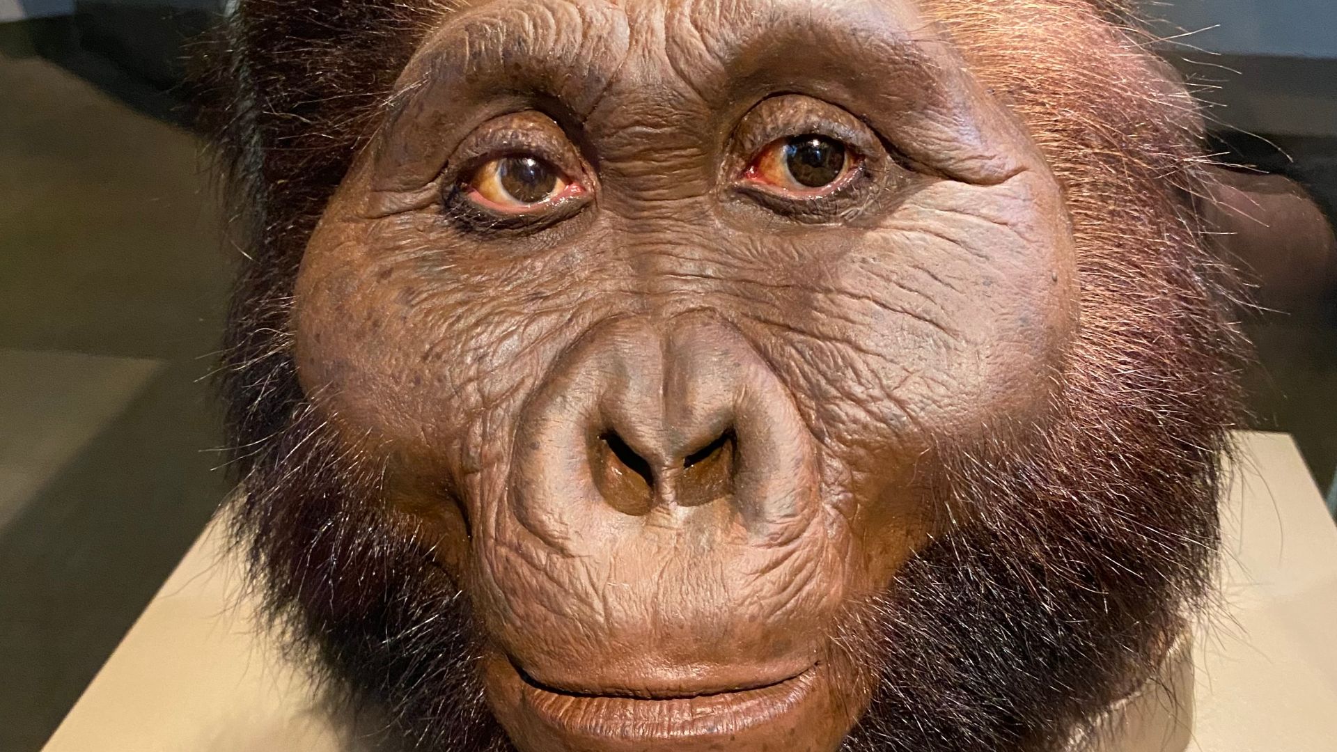 Paranthropus boisei facial reconstruction at the Smithsonian National Museum of Natural History, created by artist John Gurche