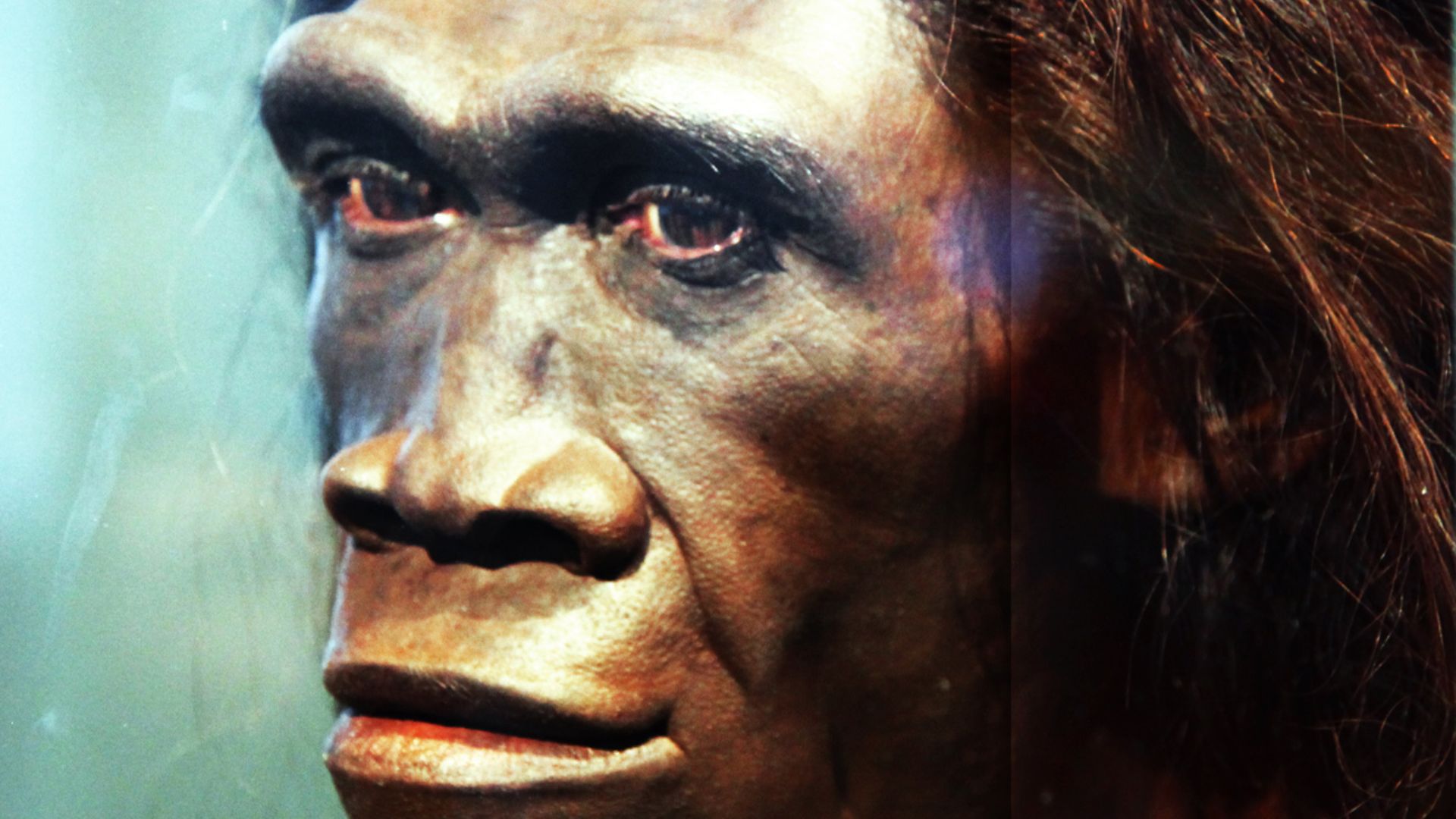 A model of the face of an adult female Homo erectus, one of the first truly human ancestors of modern man, on display in the Hall of Human Origins in the Smithsonian Museum of Natural History in Washington, D.C.
By reconstruction by John Gurche; photograp