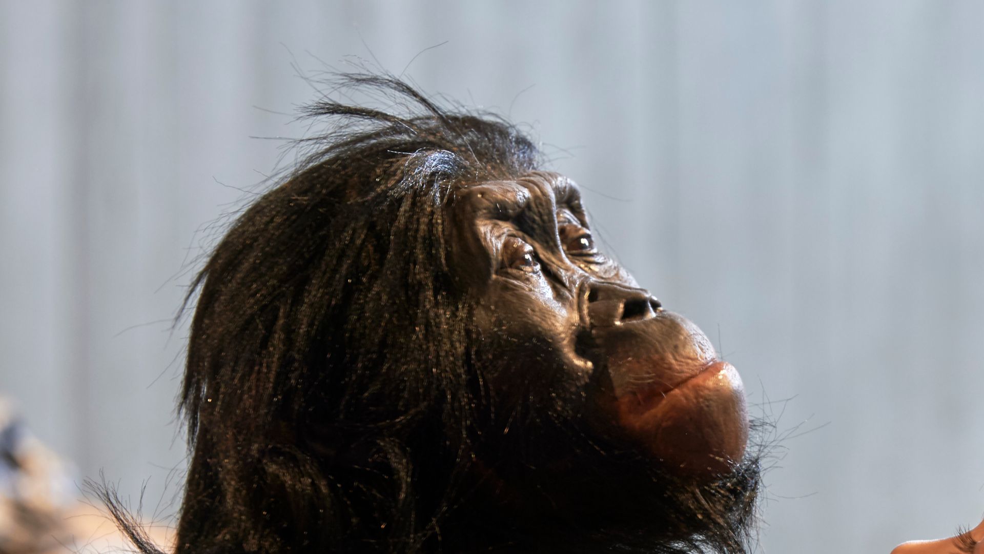 Lebend-Rekonstruktion im Neanderthal-Museum (Erkrath, Mettmann) eines Australopithecus afarensis (Fund genannt „Lucy“) mit Mädchen (Ausschnitt vom Originalfoto), Fundort Hadar Äthiopien