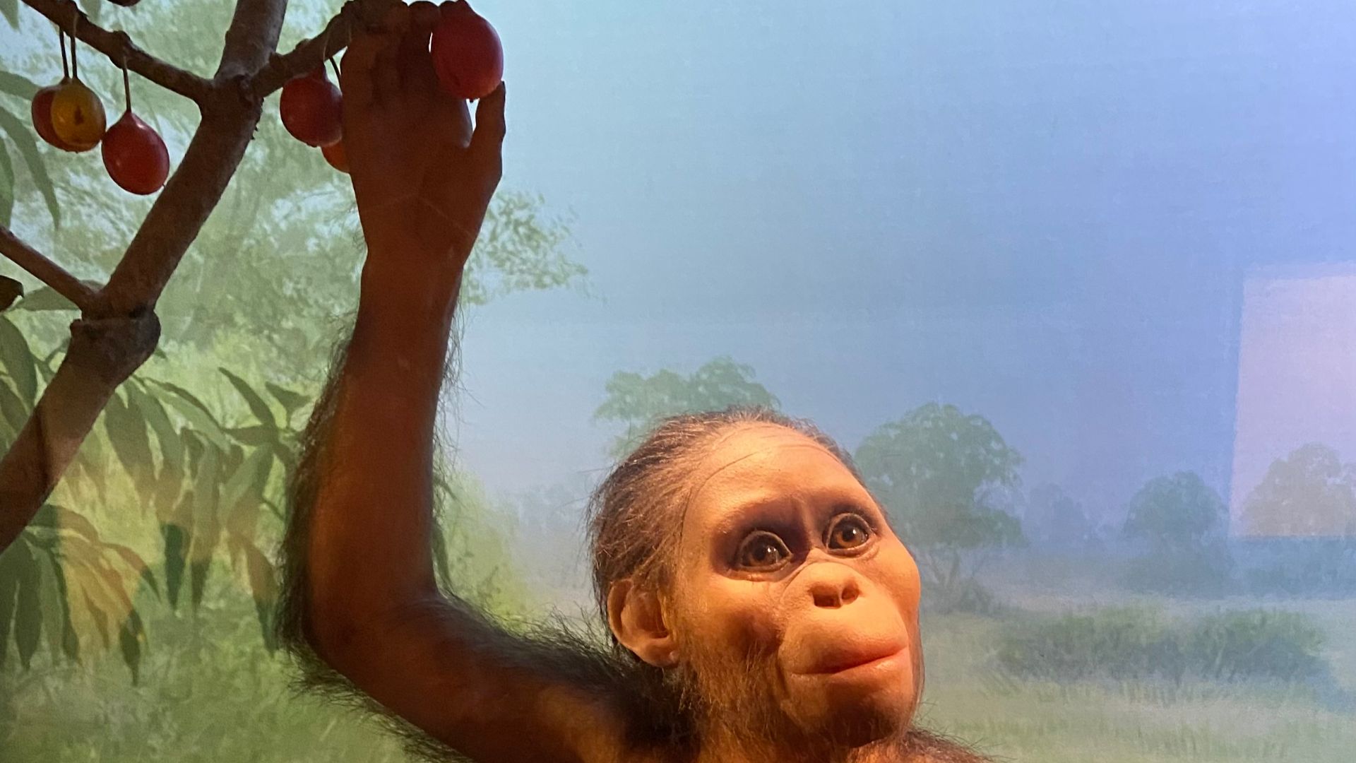 Selam (DIK-1/1) model reconstruction at the California Academy of Sciences