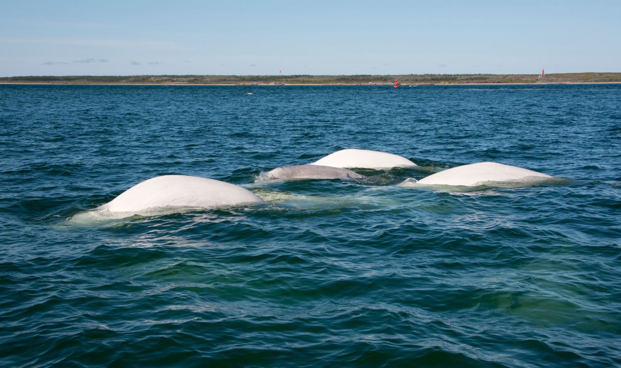 Canada, Manitoba, Churchill. Churchill River Estuary, adult mature beluga whales (white) with smaller dark gray baby whale (Delphinapterus leucas).