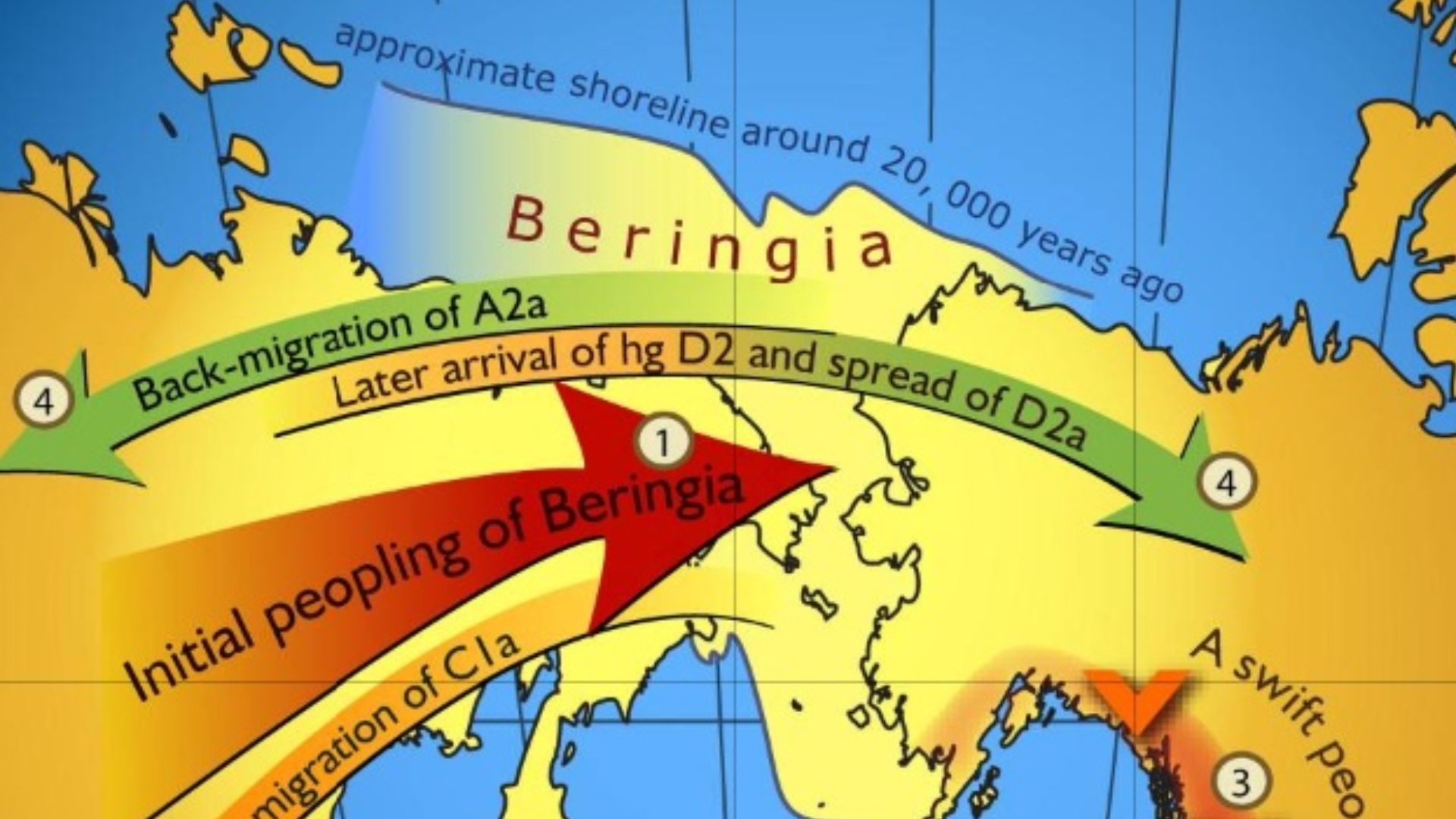 Map of gene flow in and out of Beringia, according to human mitochondrial DNA haplogroups.
Colors of the arrows correspond to approximate timing of the events and are decoded in the colored time bar. The initial peopling of Beringia (the region depicted i