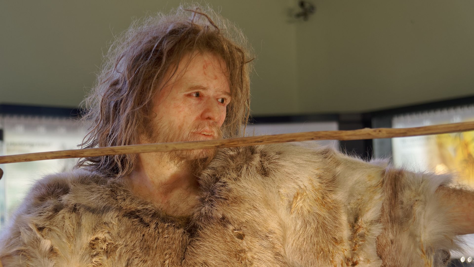 Model of Cro-Magnon 1, Homo Sapiens man in The Natural History Museum, Vienna