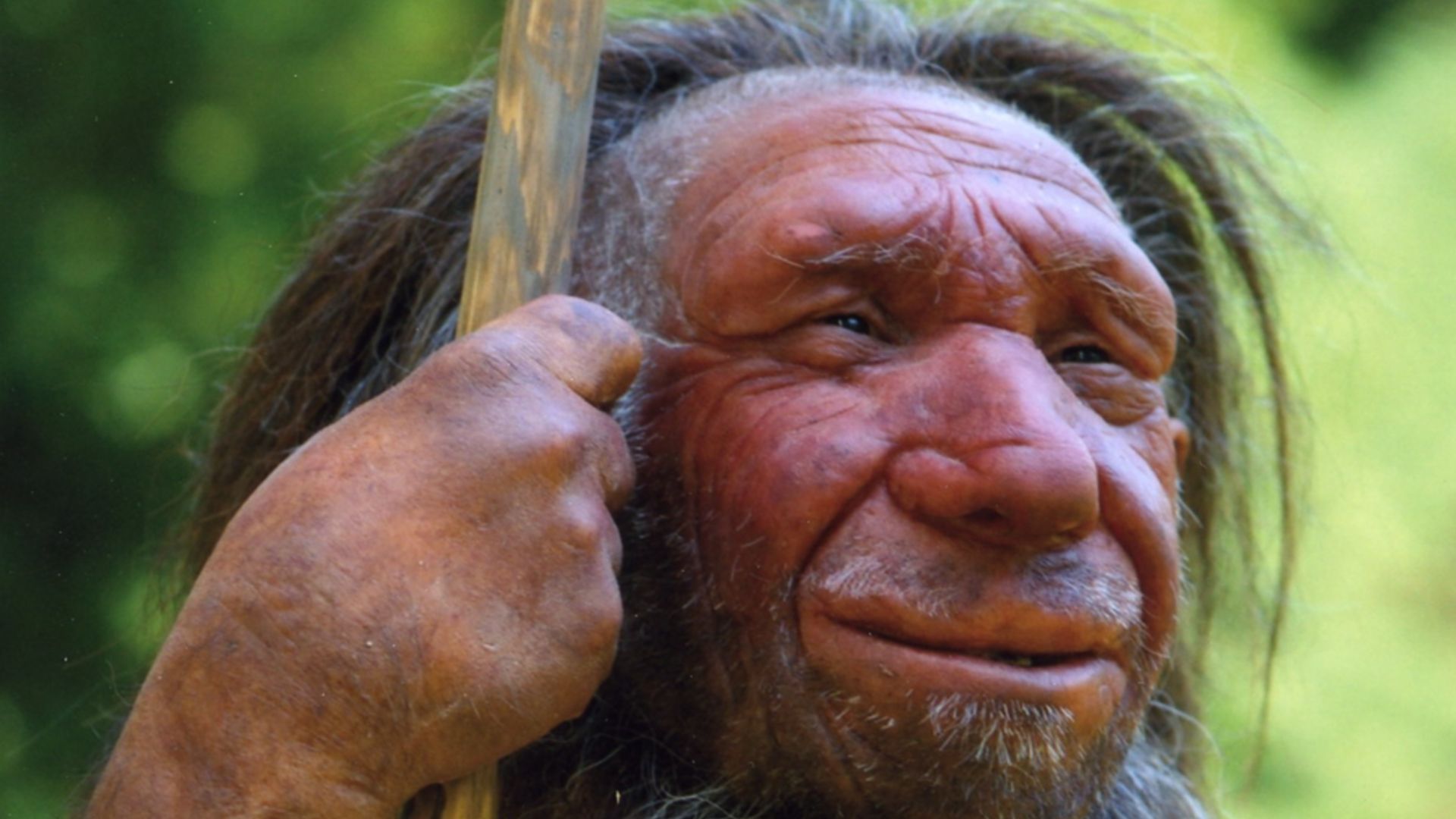 Lebend-Rekonstruktion im Neanderthal-Museum (Erkrath, Mettmann) eines Homo sapiens neanderthalensis „Mr. N“ (Ausschnitt des Originalfotos)