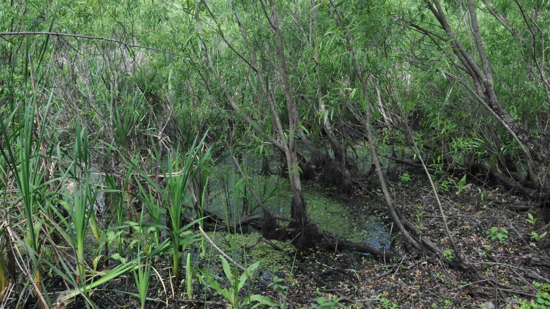 THIS IS A PEAT BOG ACCIDENTALLY DISCOVERED IN 1982 WHICH PRESERVED THE BURIALS OF NATIVE AMERICANS 7,000 TO 8,000 YEARS AGO.  IT IS LOCATED IN DENSE WOODS AND HARD TO FIND BUT LOCALS WHO ARE PROUD OF THE SITE WILL HELP YOU FIND IT.