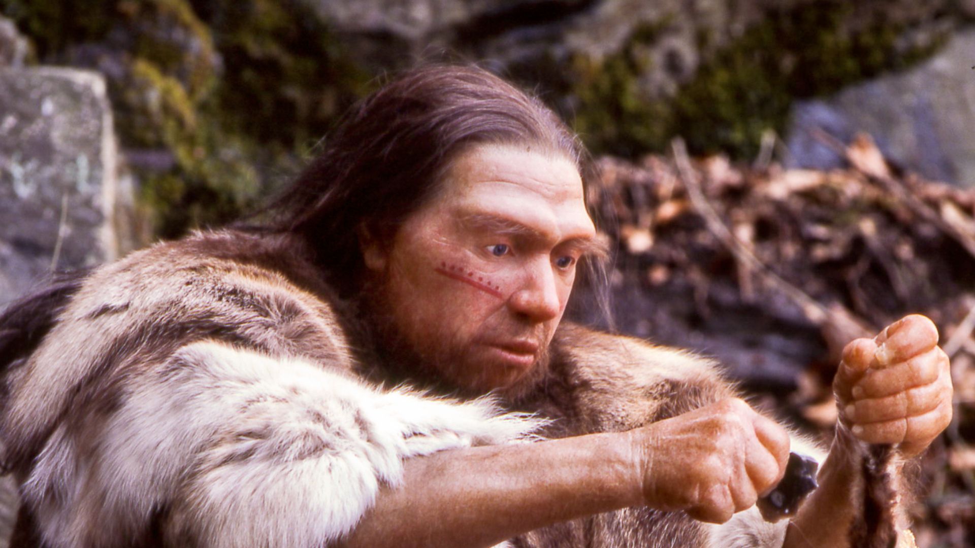 Lebend-Rekonstruktion im Neanderthal-Museum (Erkrath, Mettmann) eines Homo sapiens neanderthalensis-Jägers