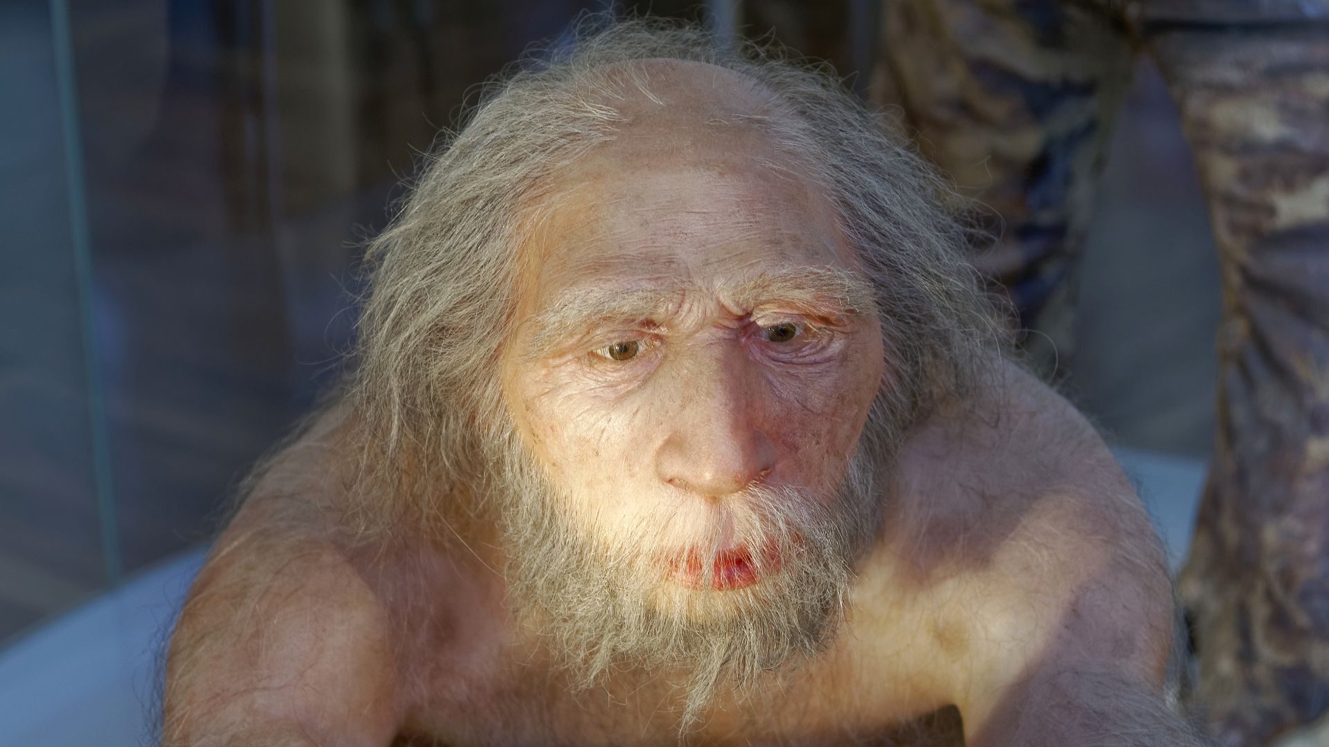 Model of Homo neanderthalensis elder man in The Natural History Museum, Vienna
