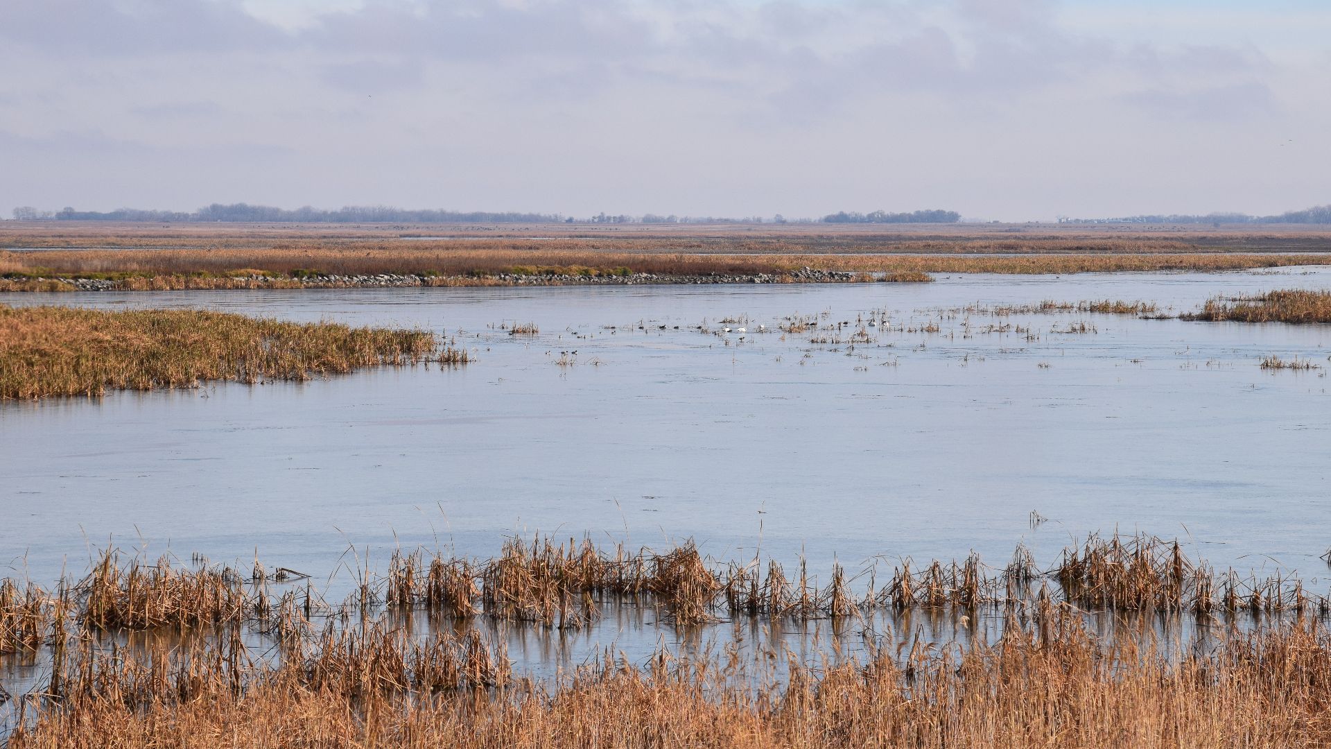 A few ducks and swans rest in the marsh at J. Clark Salyer NWR.

Photo Credit:  Colette Guariglia/USFWS