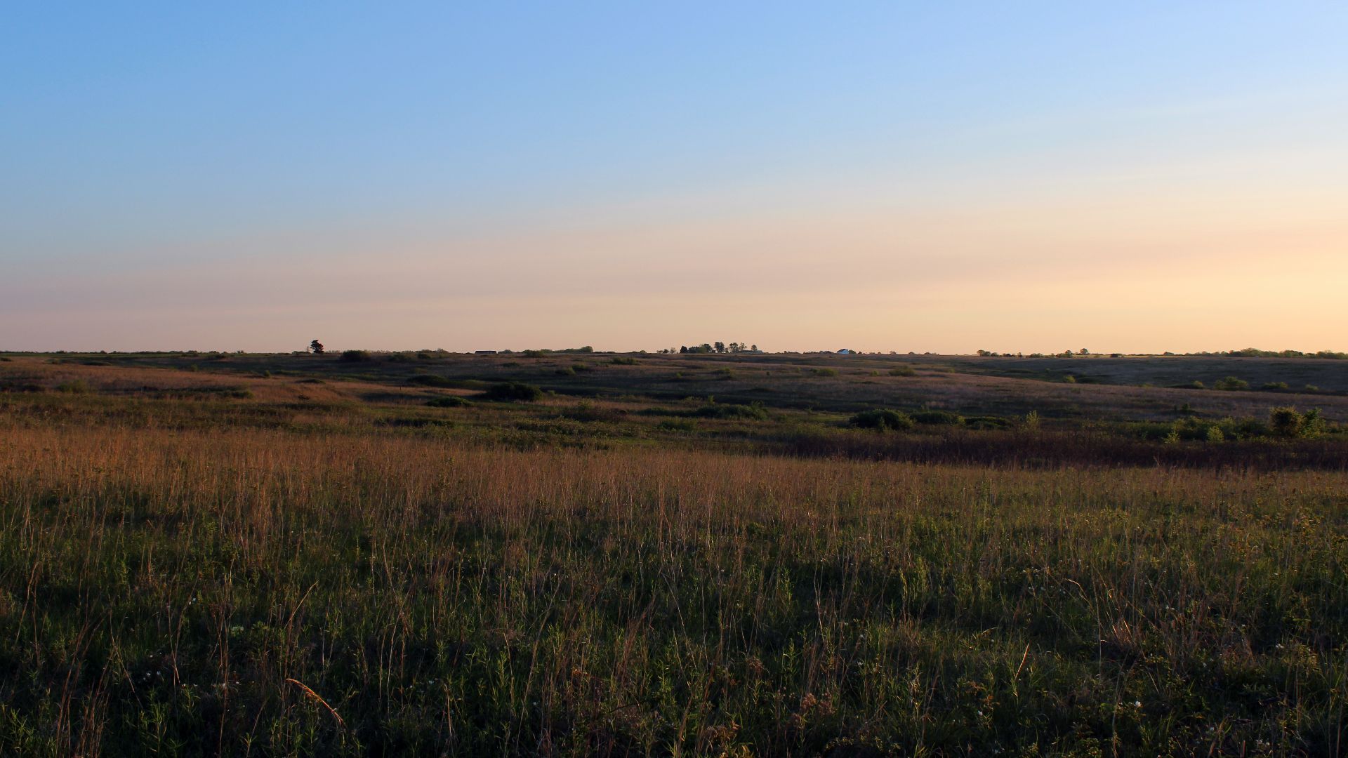 Cole Camp Prairies Conservation Opportunity Area is managed for bobwhite quail and Henslow sparrows. The land was purchased by Missouir Department of Conservation with federal funding provided through a Wildlife Restoration Grant. 

Photo by Jessica Piisp