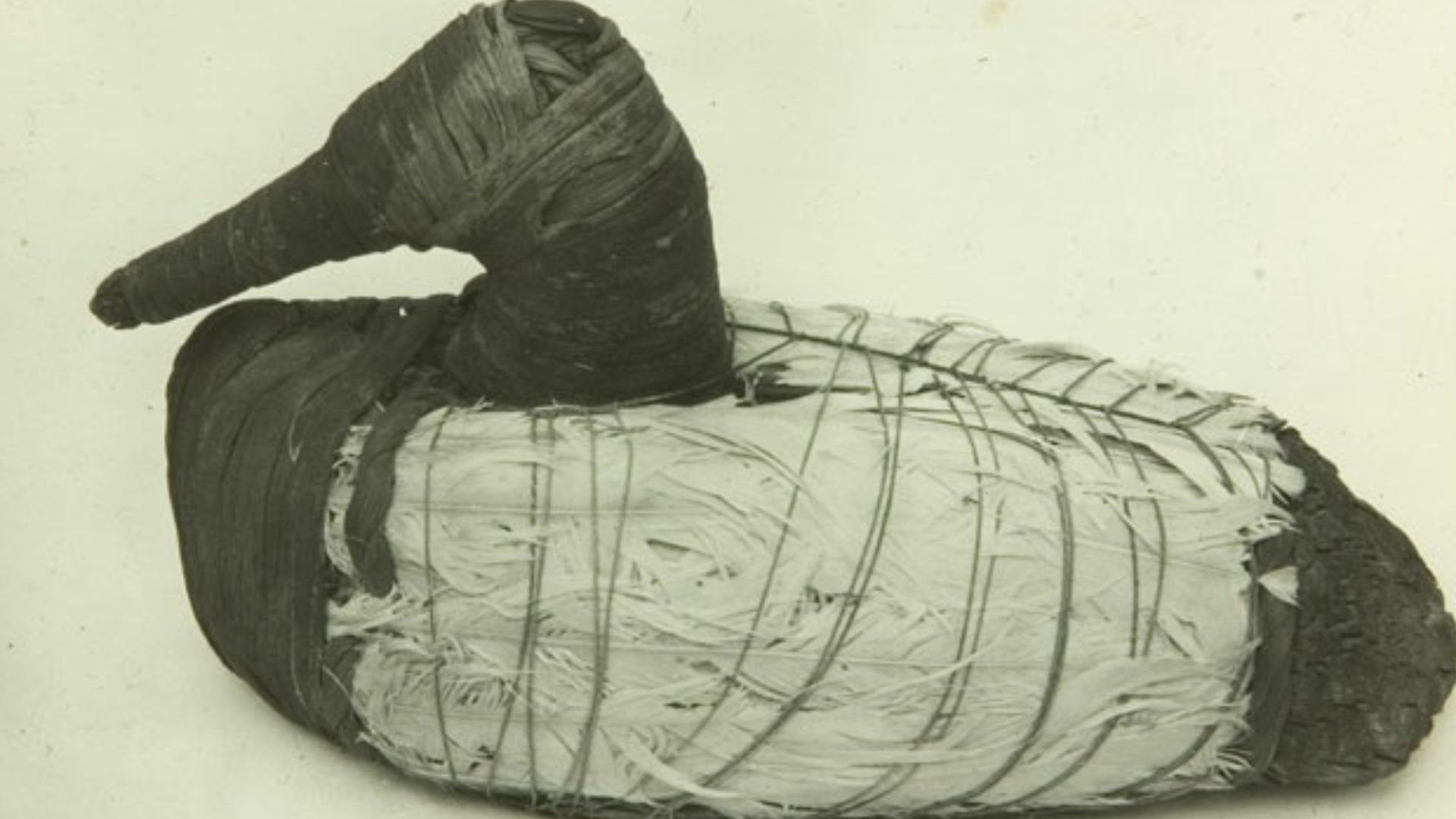 A canvasback drake duck decoy, found in the Lovelock Cave archaeological site, Nevada, USA.