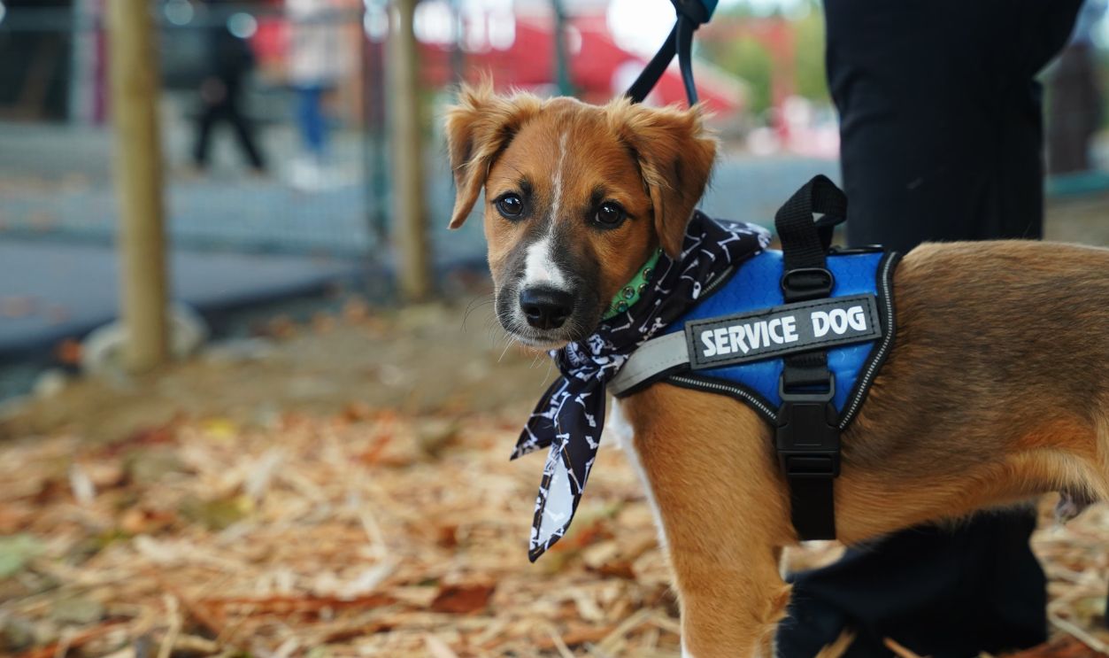 Service Dog