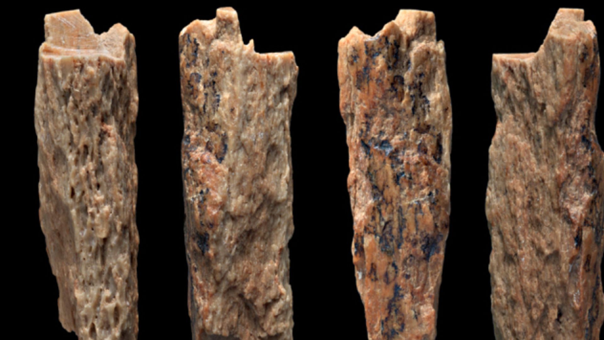 Photograph of the 2 cm bone (Denisova 11) found in the Denisova caves, published in Scientific Reports in 2016