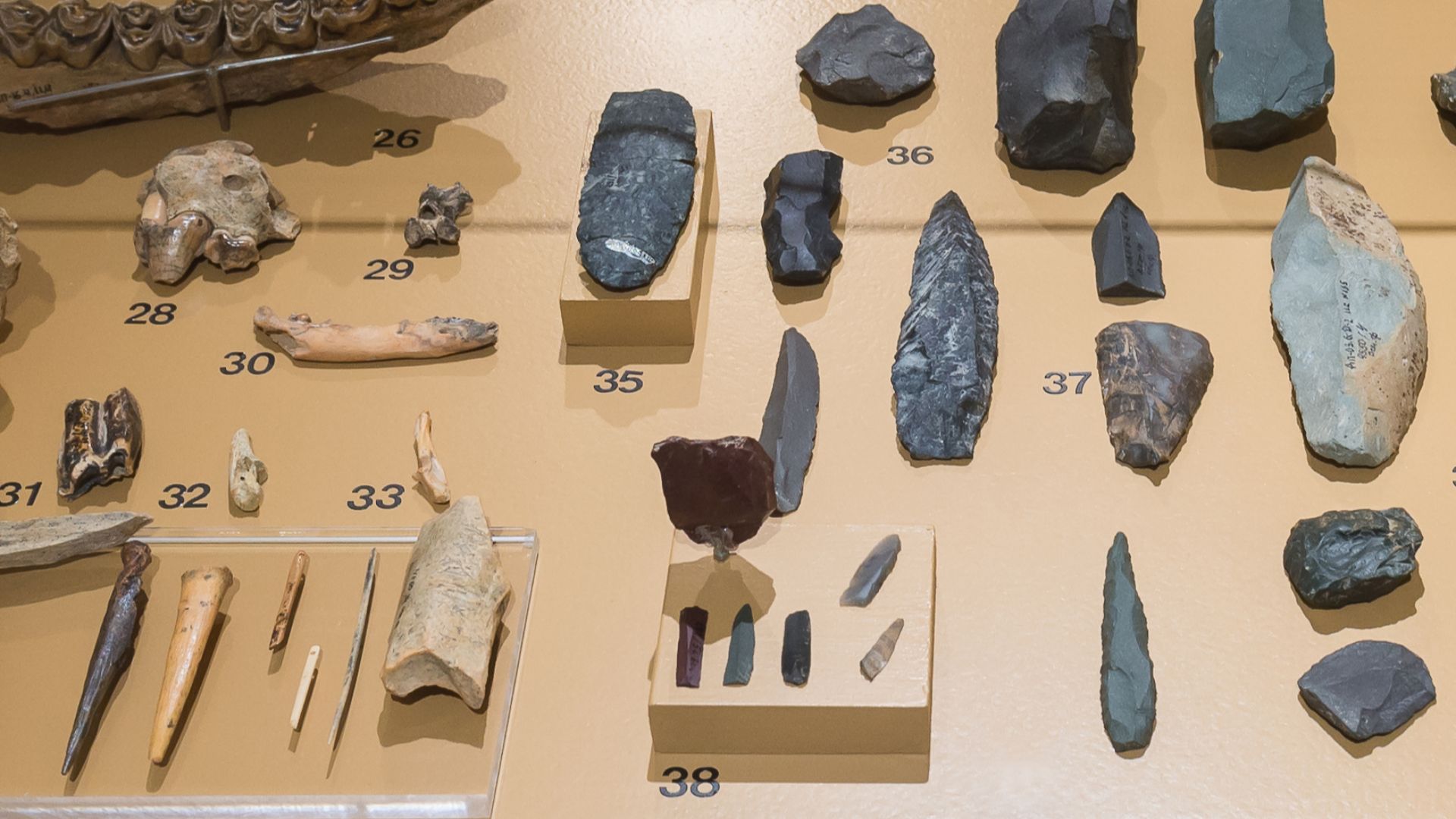 Artifacts and faunal remains from Denisova Cave. Originals exhibited in the special exhibition