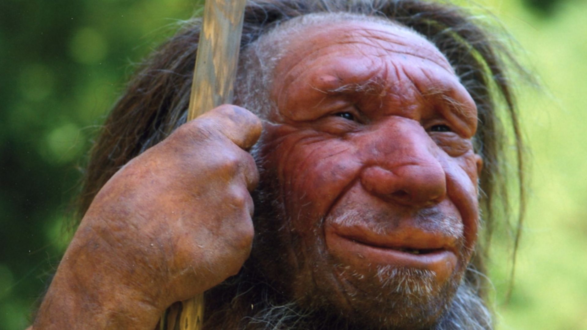 Lebend-Rekonstruktion im Neanderthal-Museum (Erkrath, Mettmann) eines Homo sapiens neanderthalensis „Mr. N“ (Ausschnitt des Originalfotos)