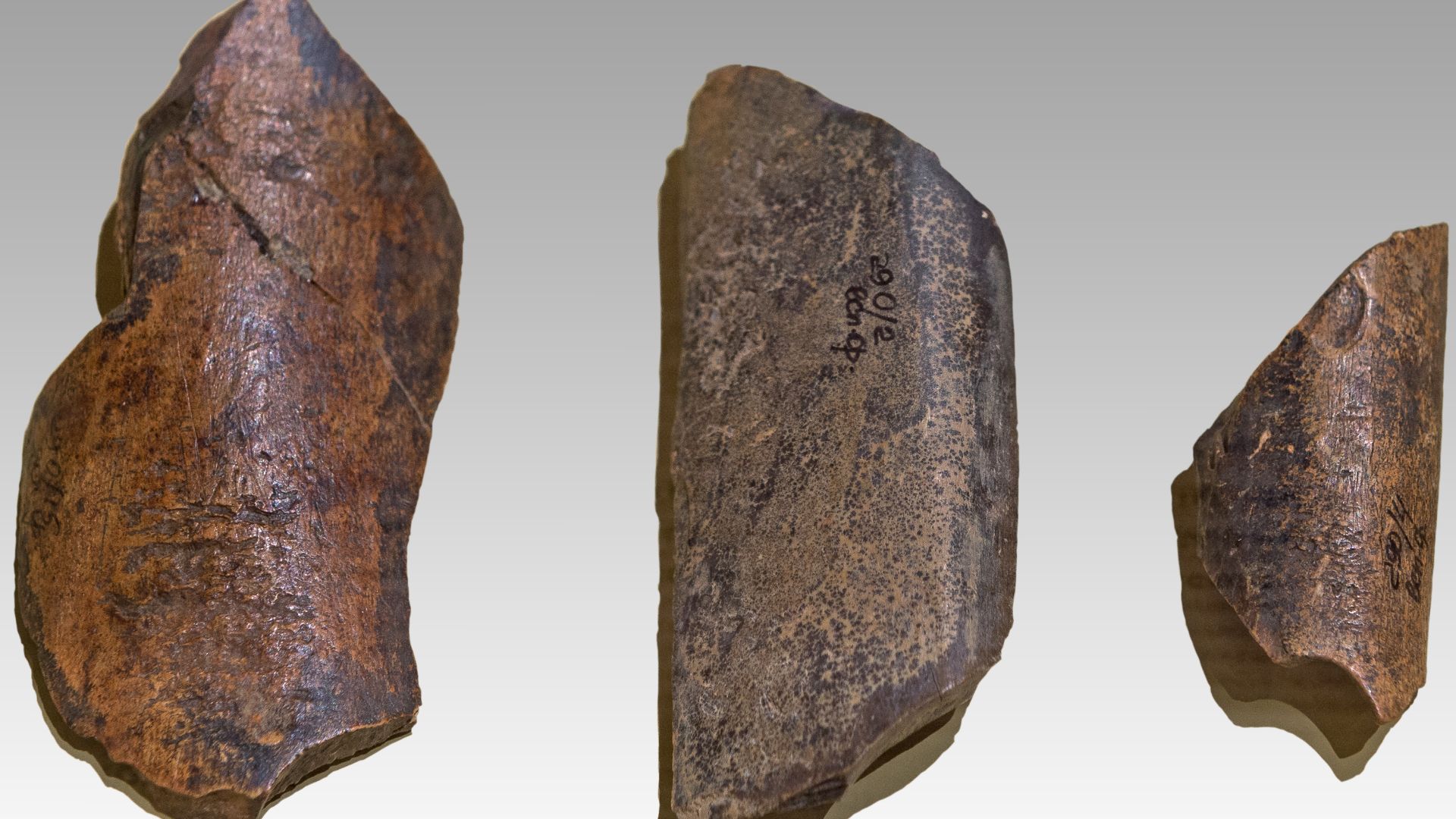 Bisonknochen, die als Retuscheure für Steinwerkzeuge genutzt wurden, aus der Tschagyrskaja-Höhle in Sibirien. Originale, ausgestellt in der Sonderausstellung