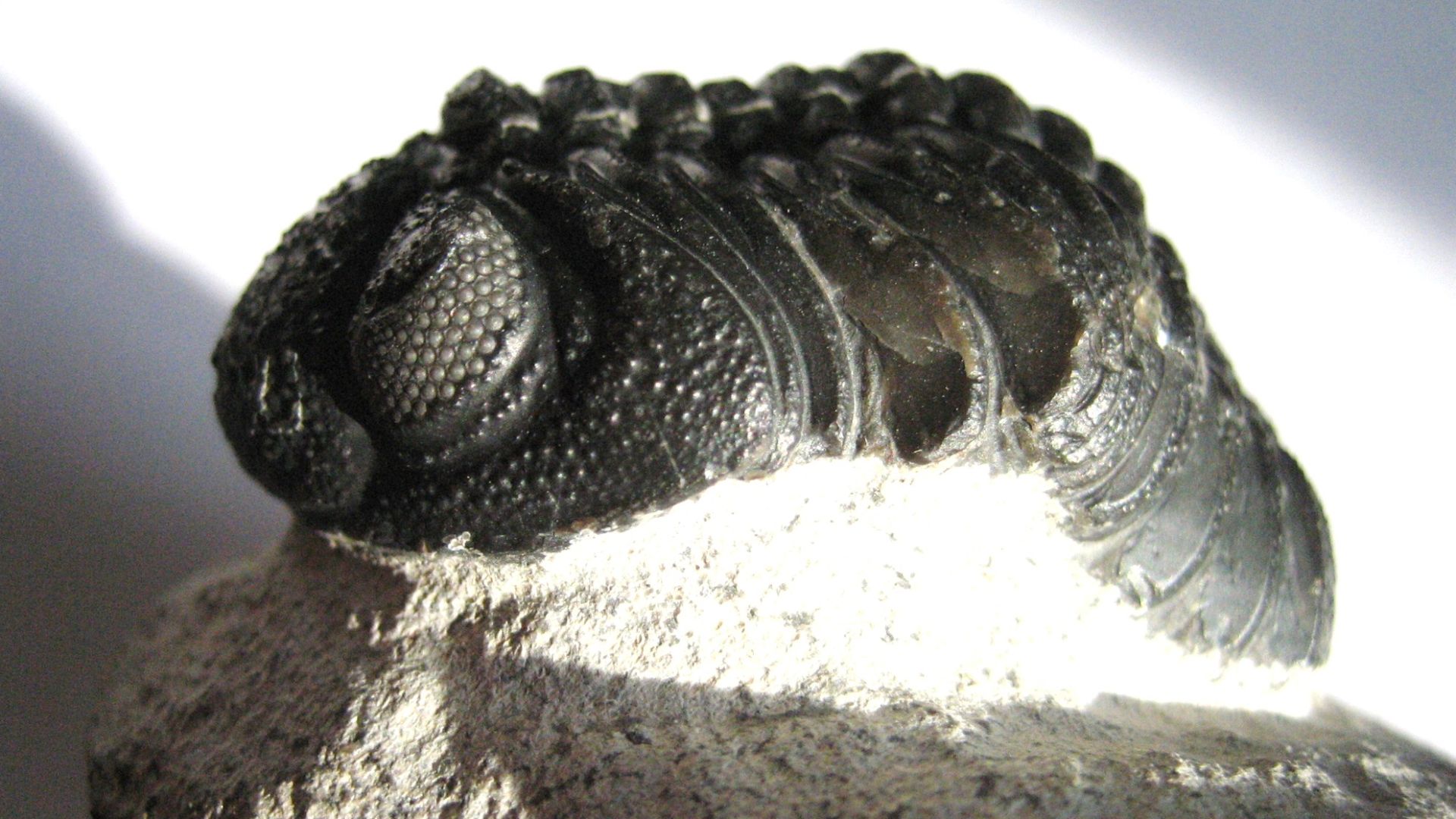 Schizochroal Eye of Phacops (sub genus Barrandeops) sp.
Paleozoic Middle Devonian (398-385 MA) 

Anti-Atlas Mountains, Morocco
