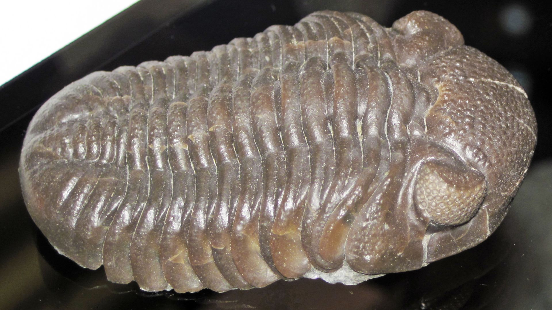 Phacops rana crassituberculata (fossil trilobite)