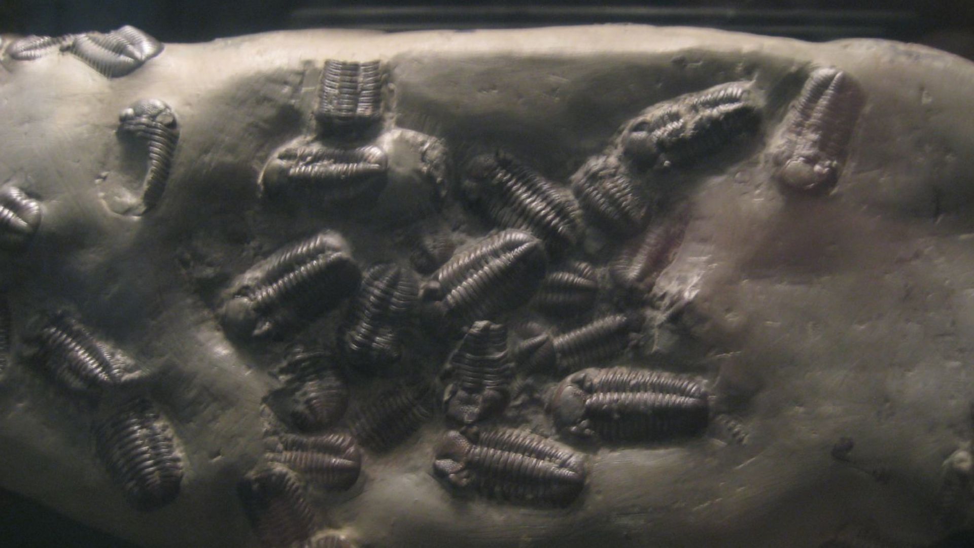 Mass of Phacops rana 365 million years old, Middle Devonian