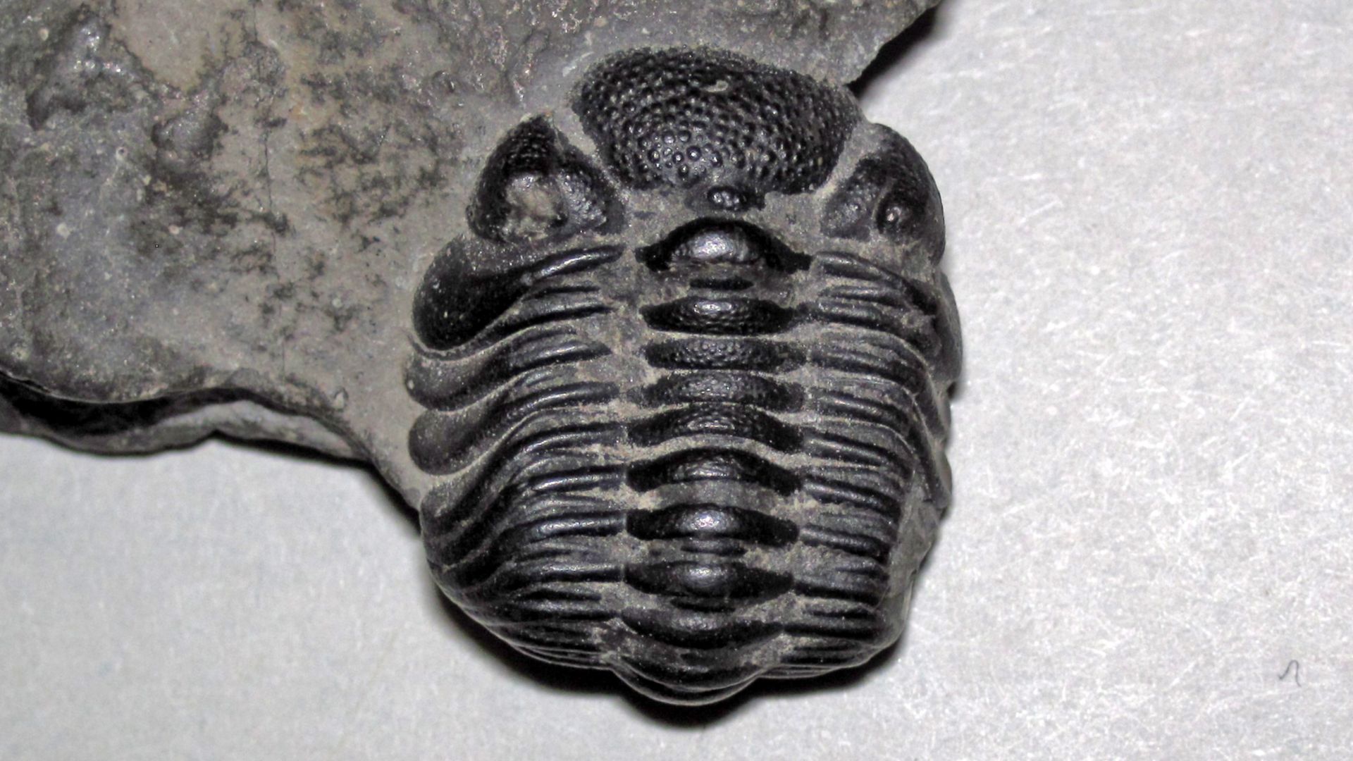 Phacops sp. (fossil trilobite) (Devonian) 1